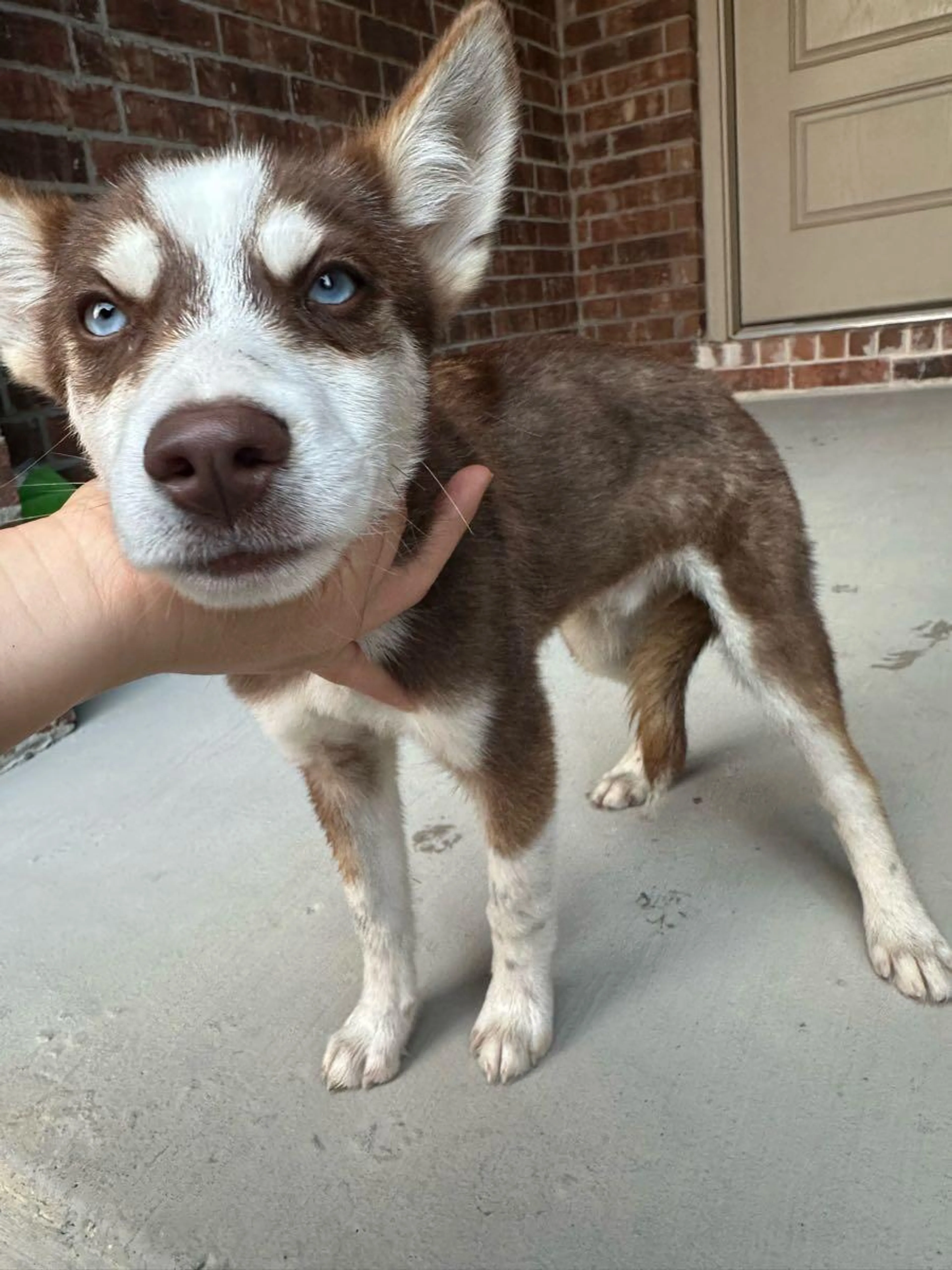 Found pet