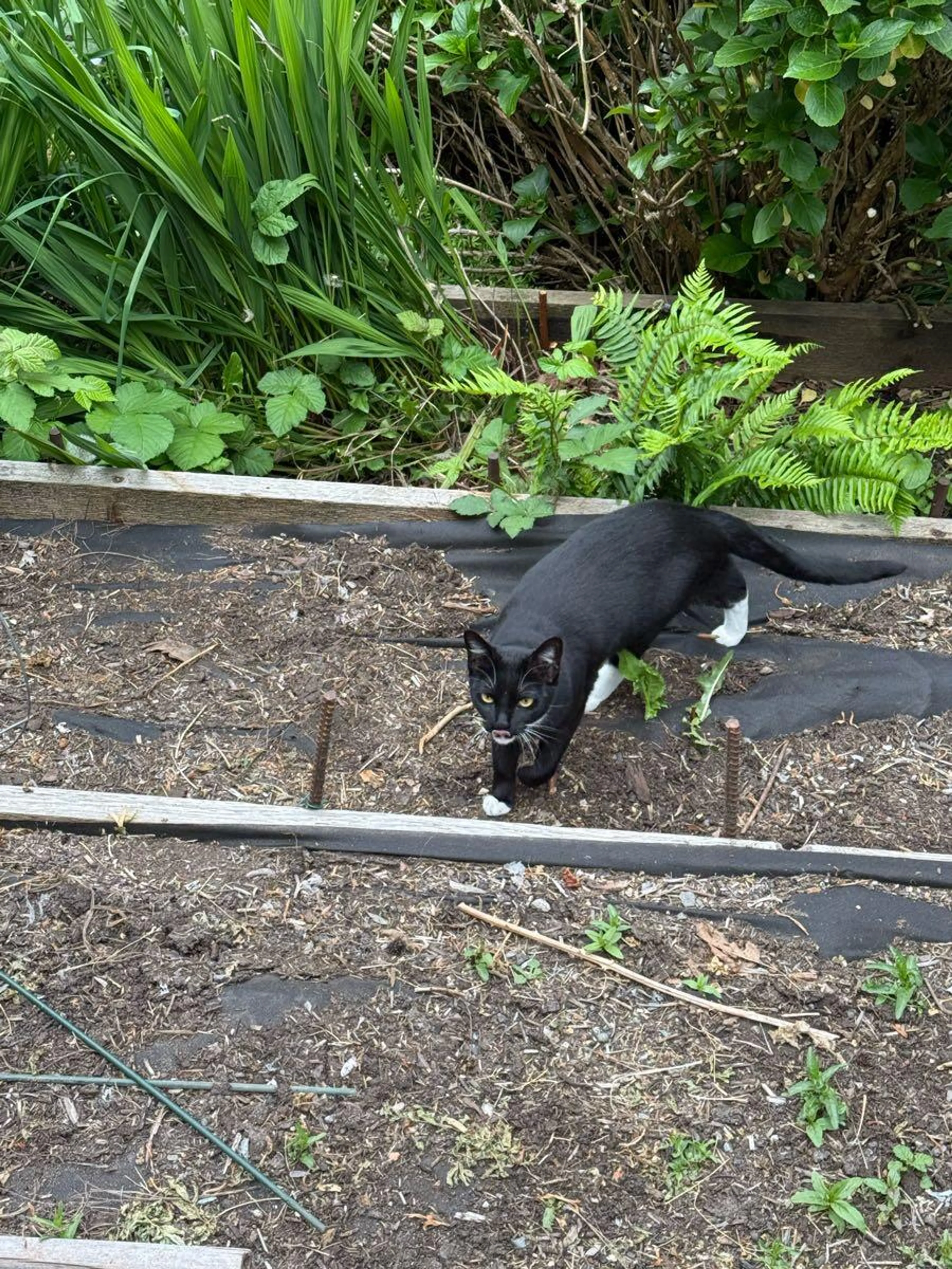 Found pet