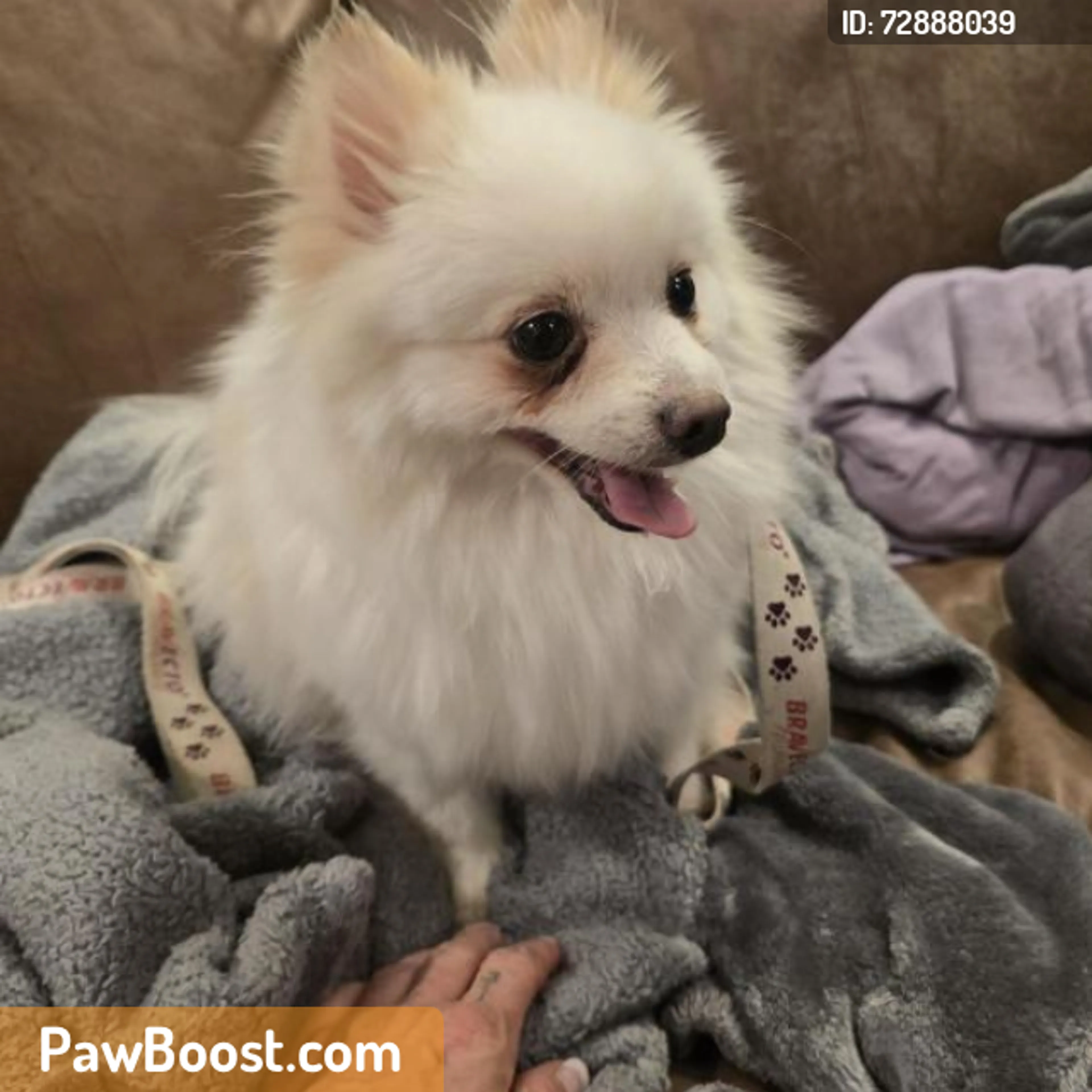 Found pet