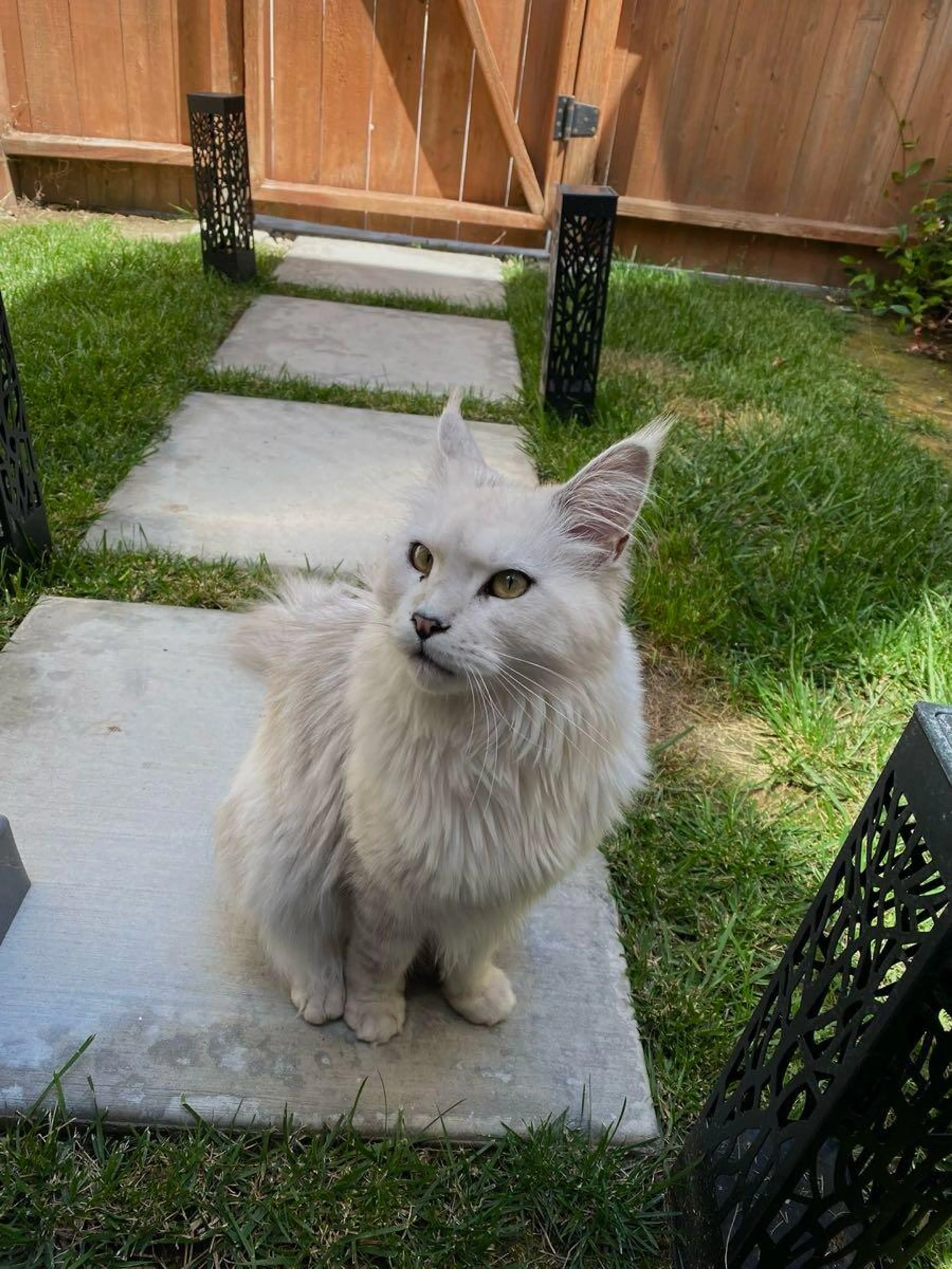 Lost pet