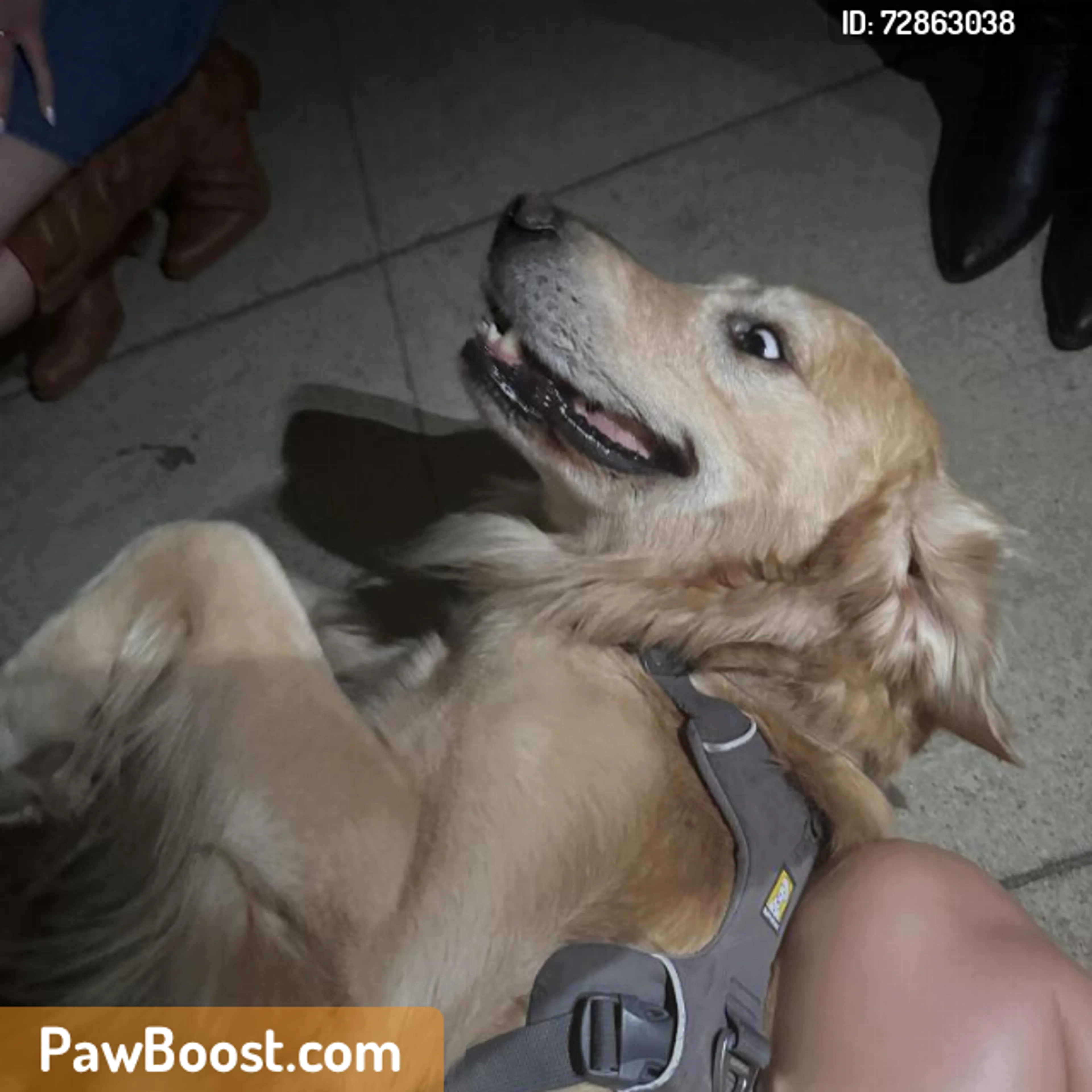 Found pet