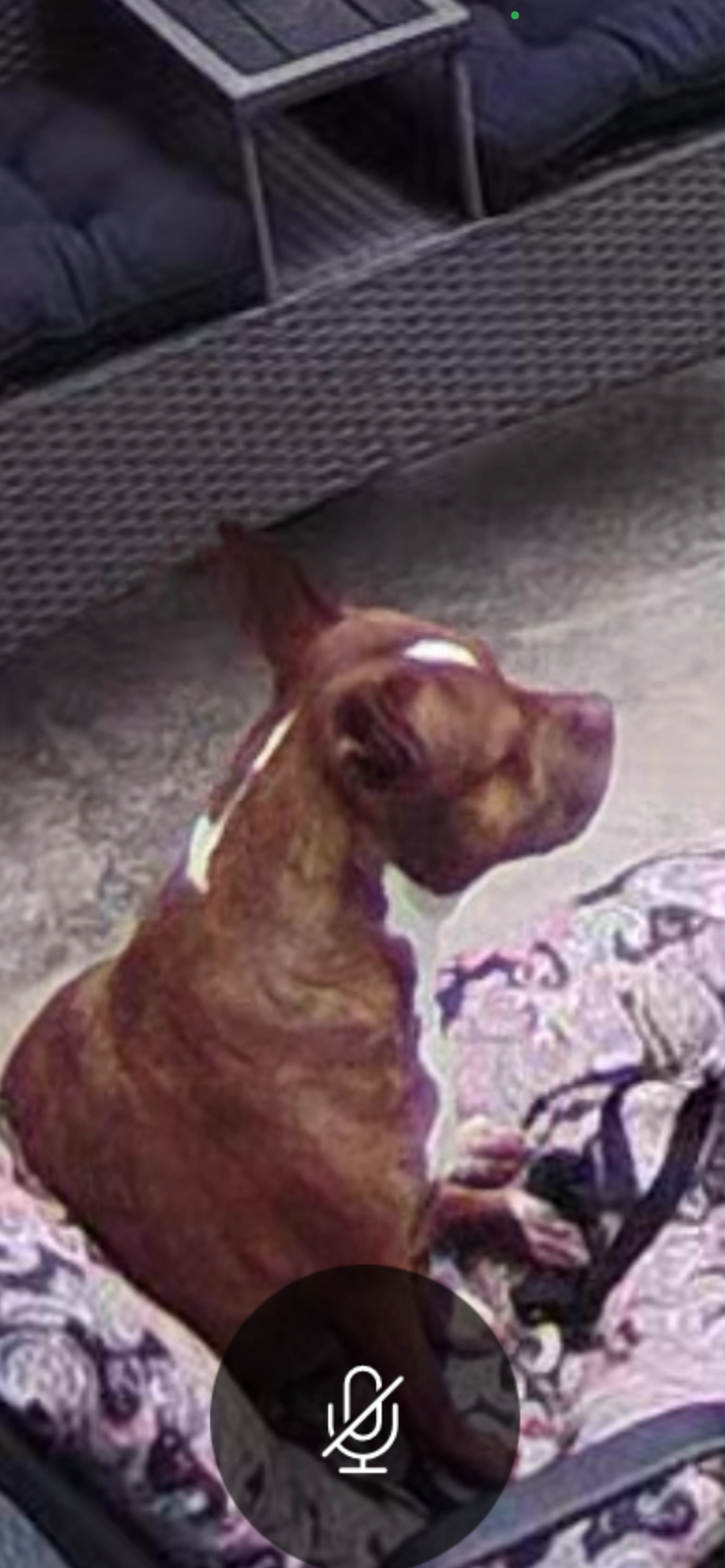 Found pet