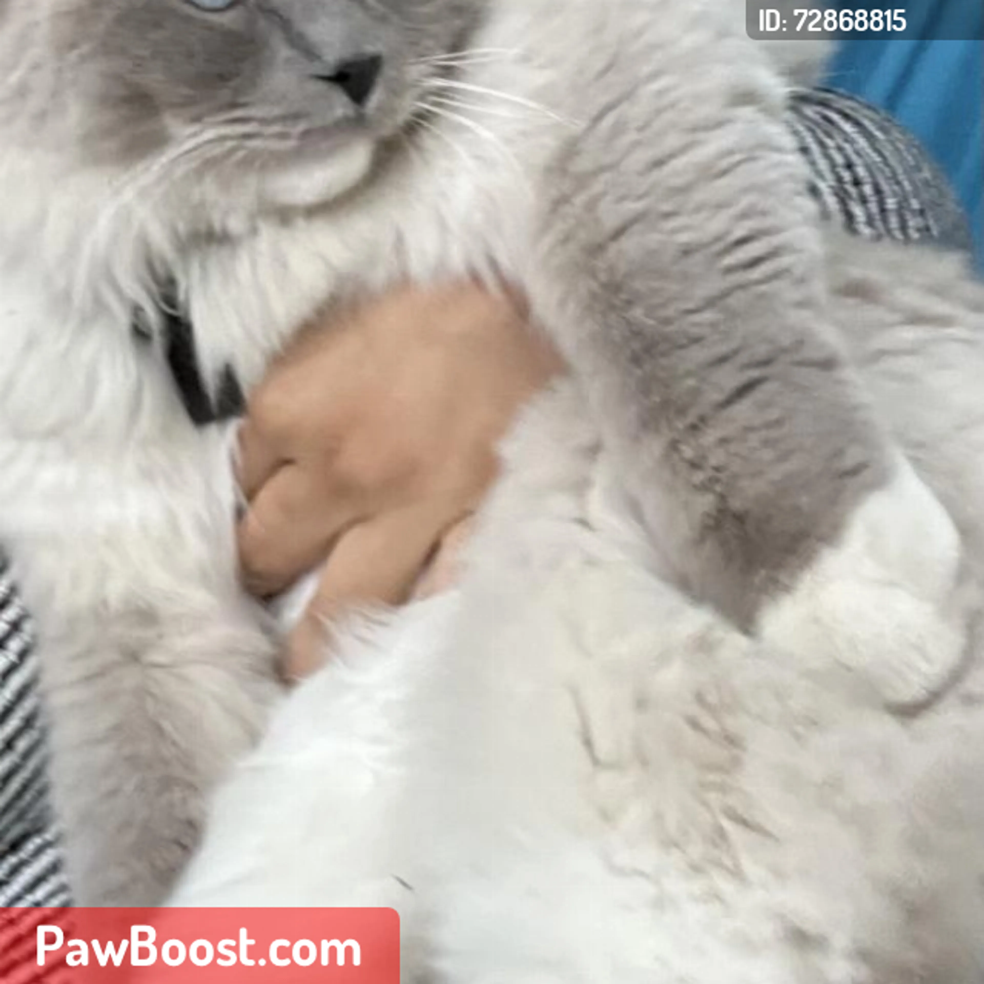 Lost pet