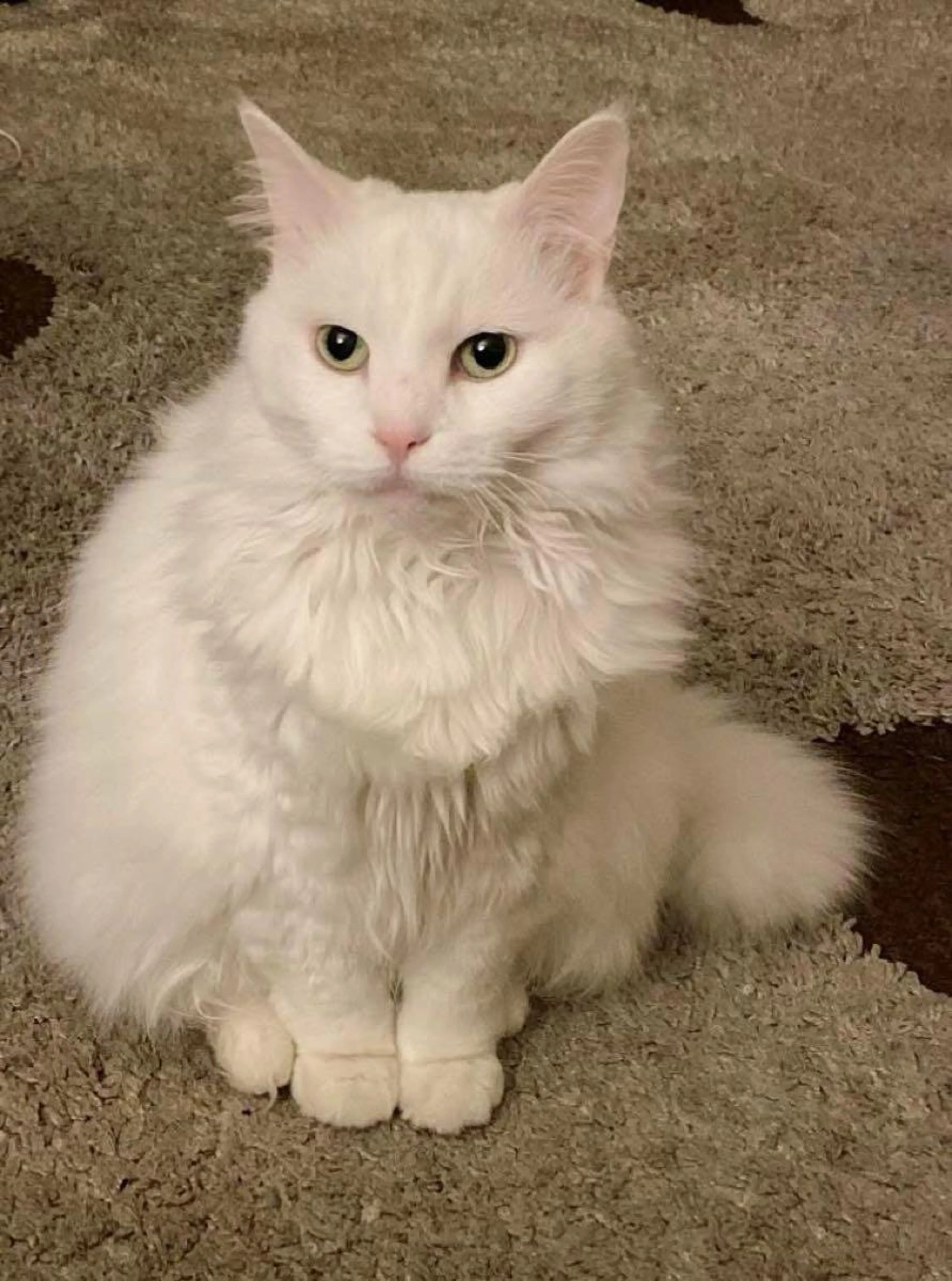 Lost pet