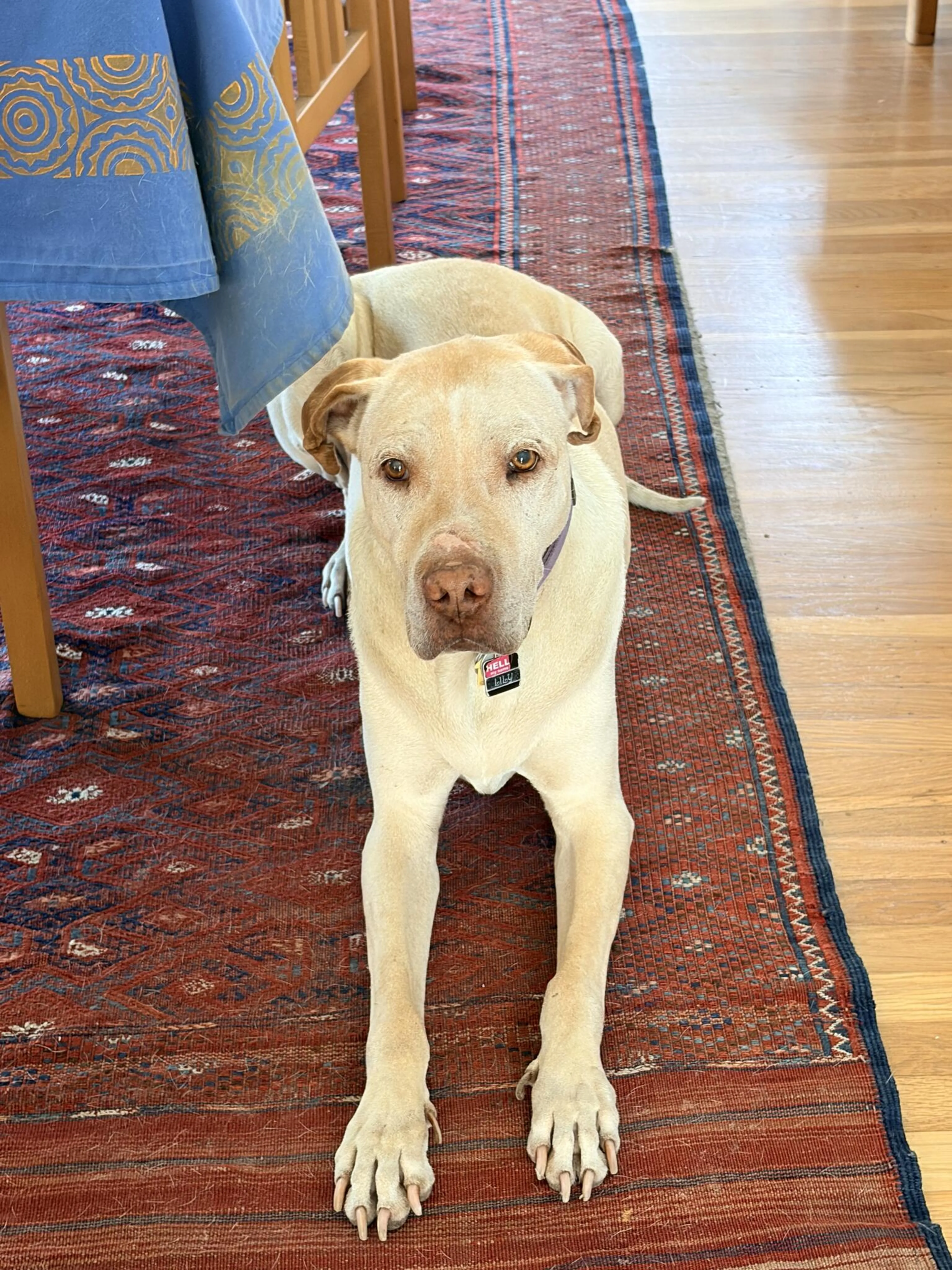 Lost pet