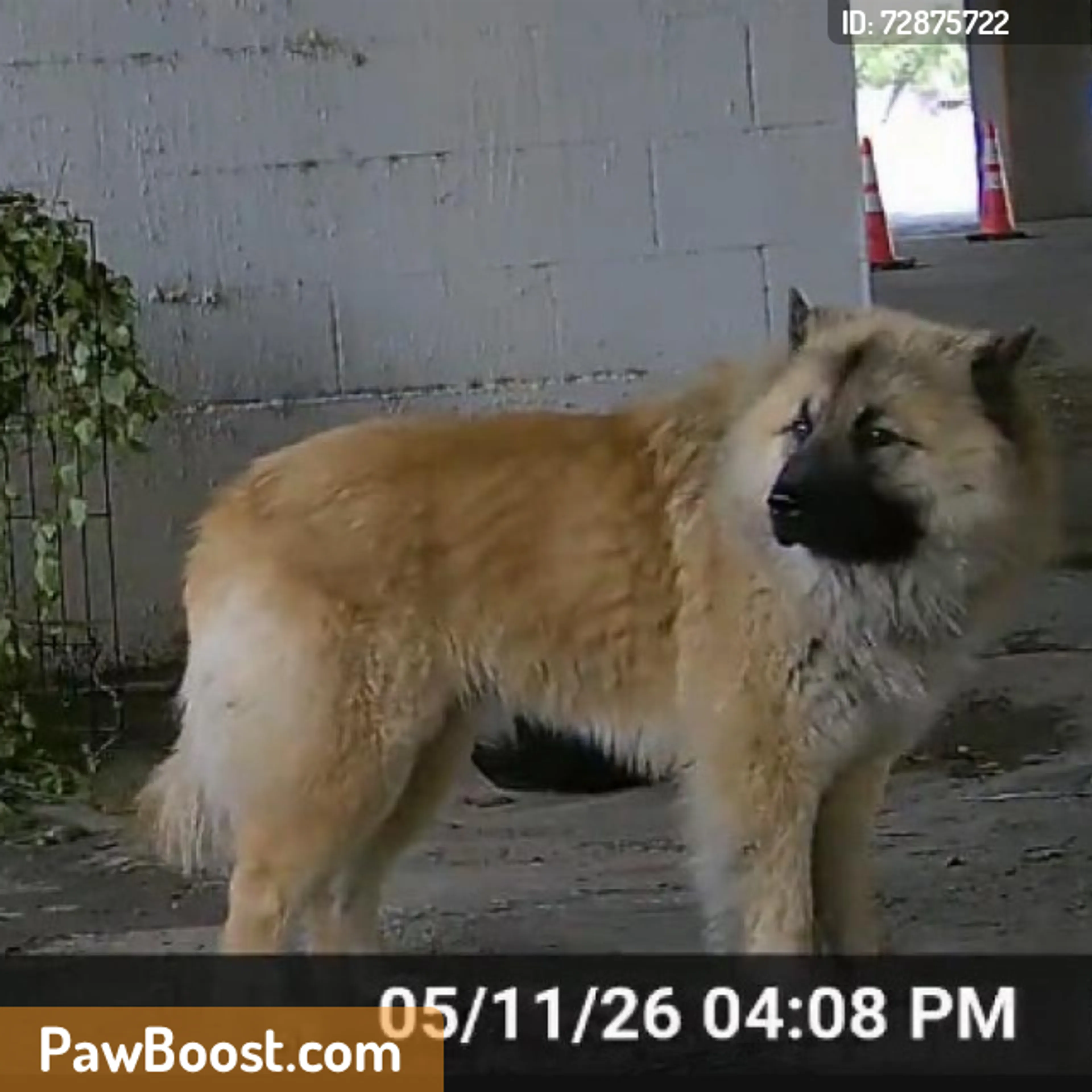 Found pet