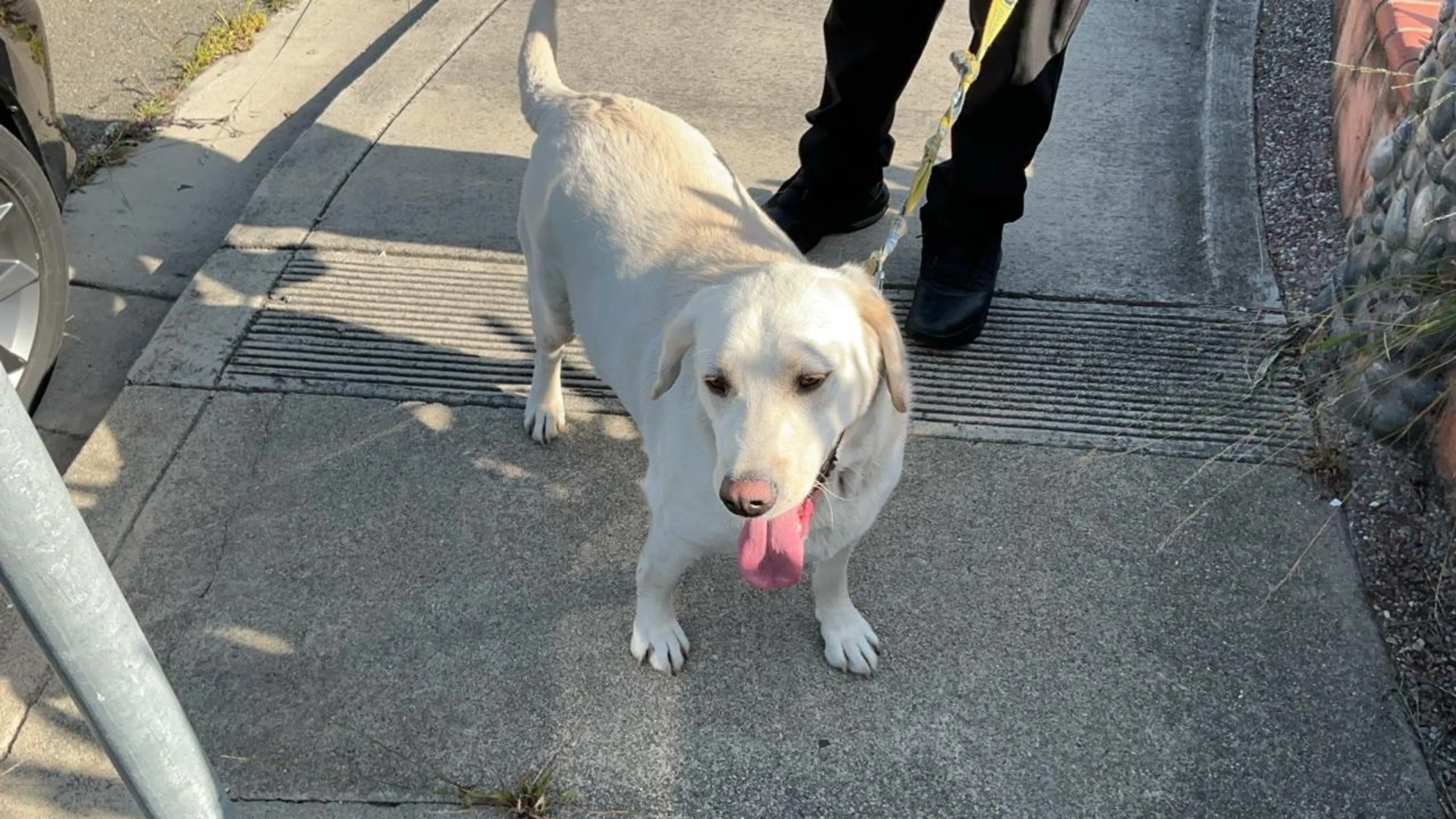 Found pet