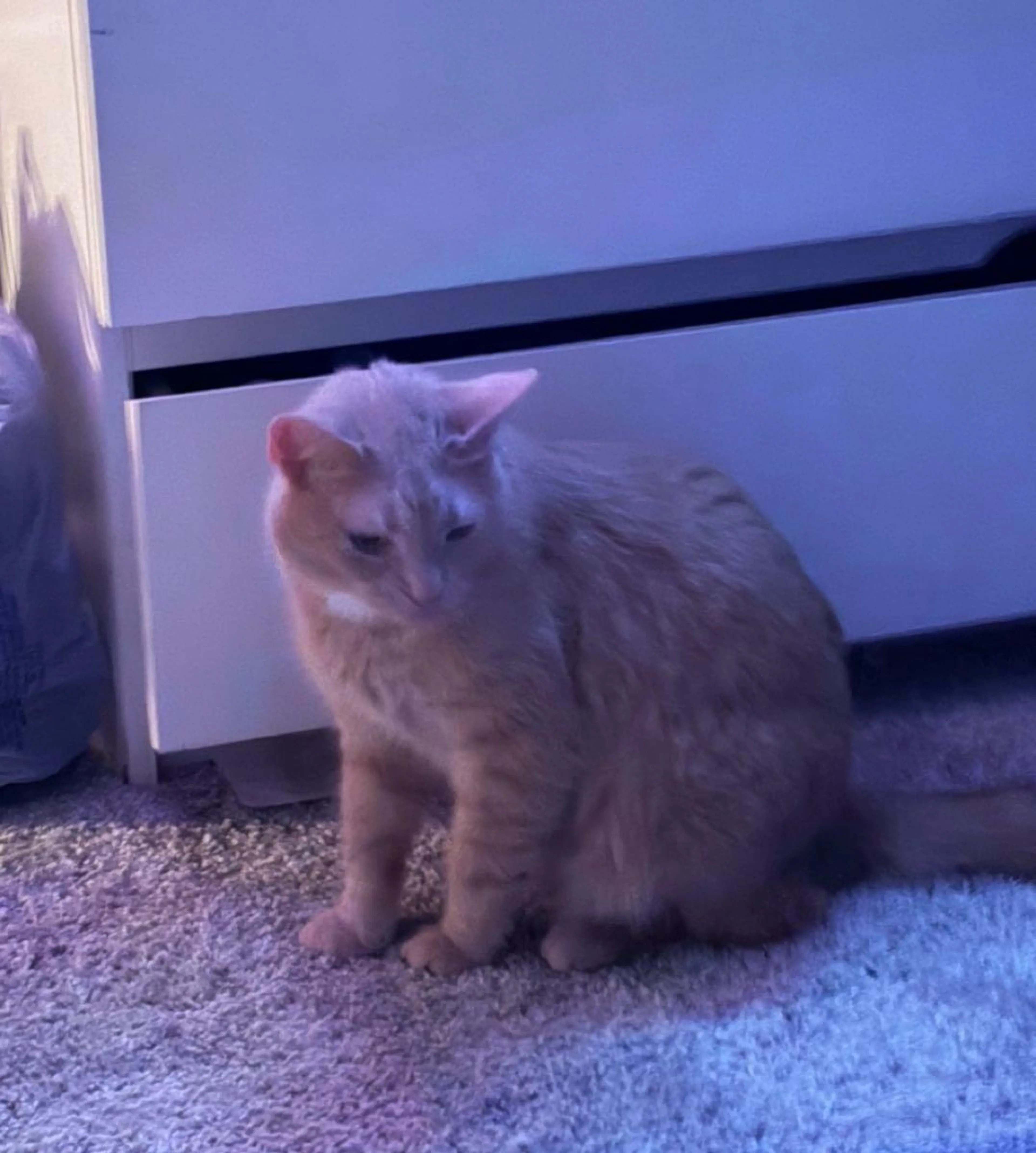 Lost pet