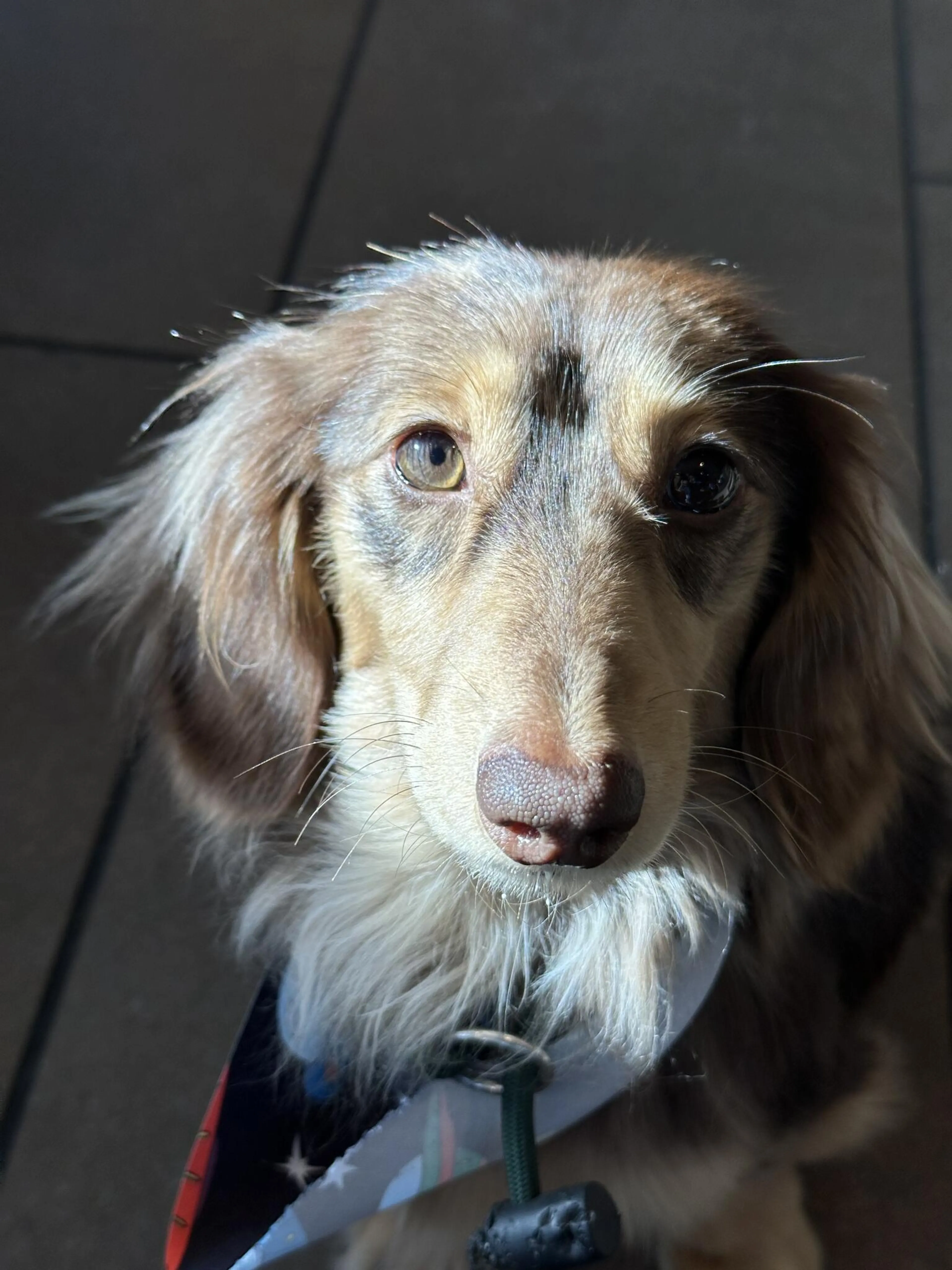 Lost pet