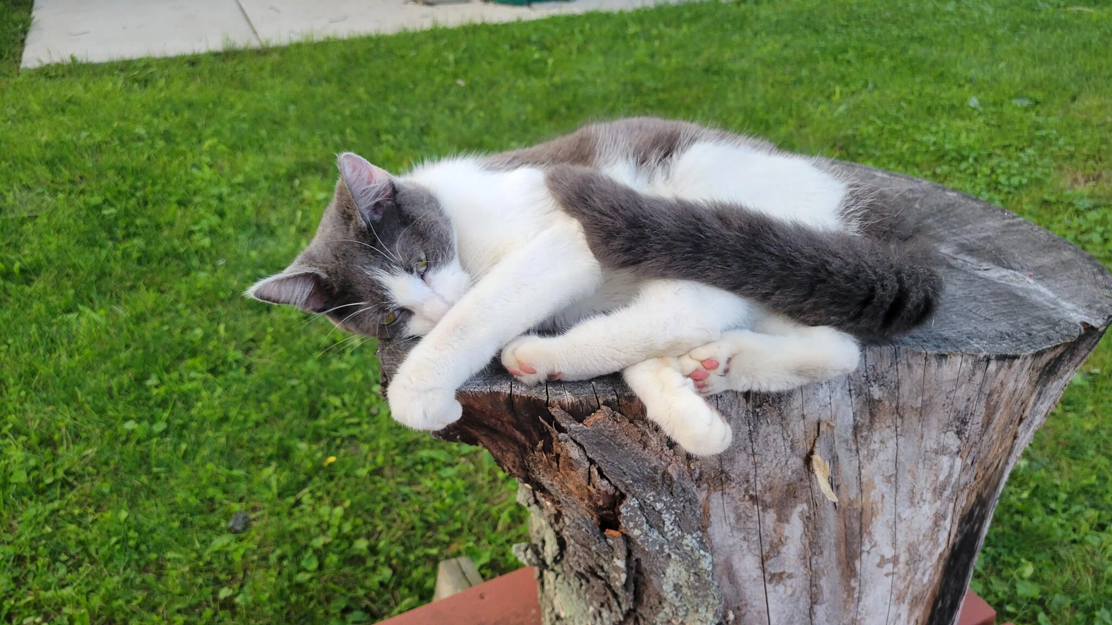 cdn image