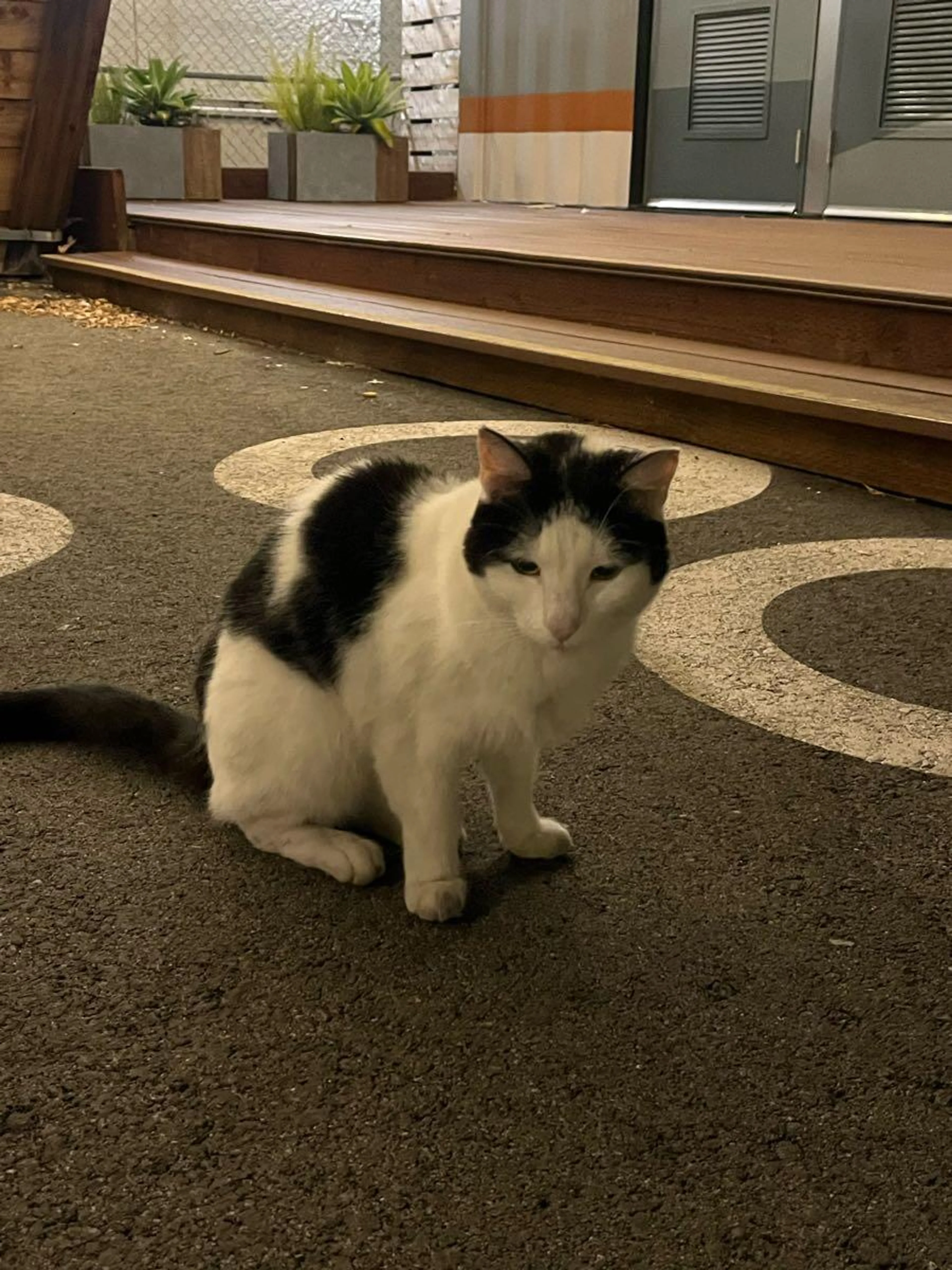 Found pet