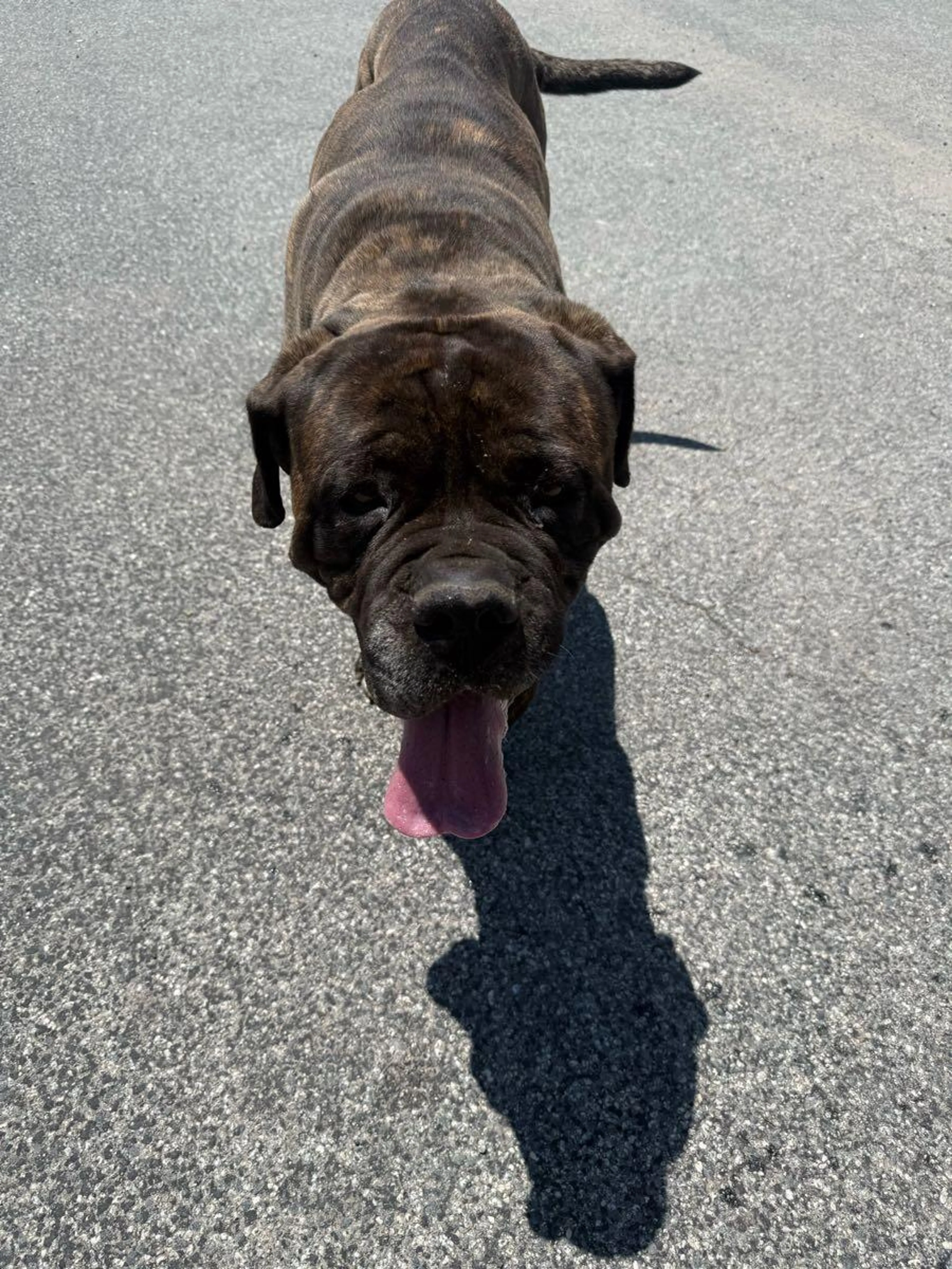 Found pet