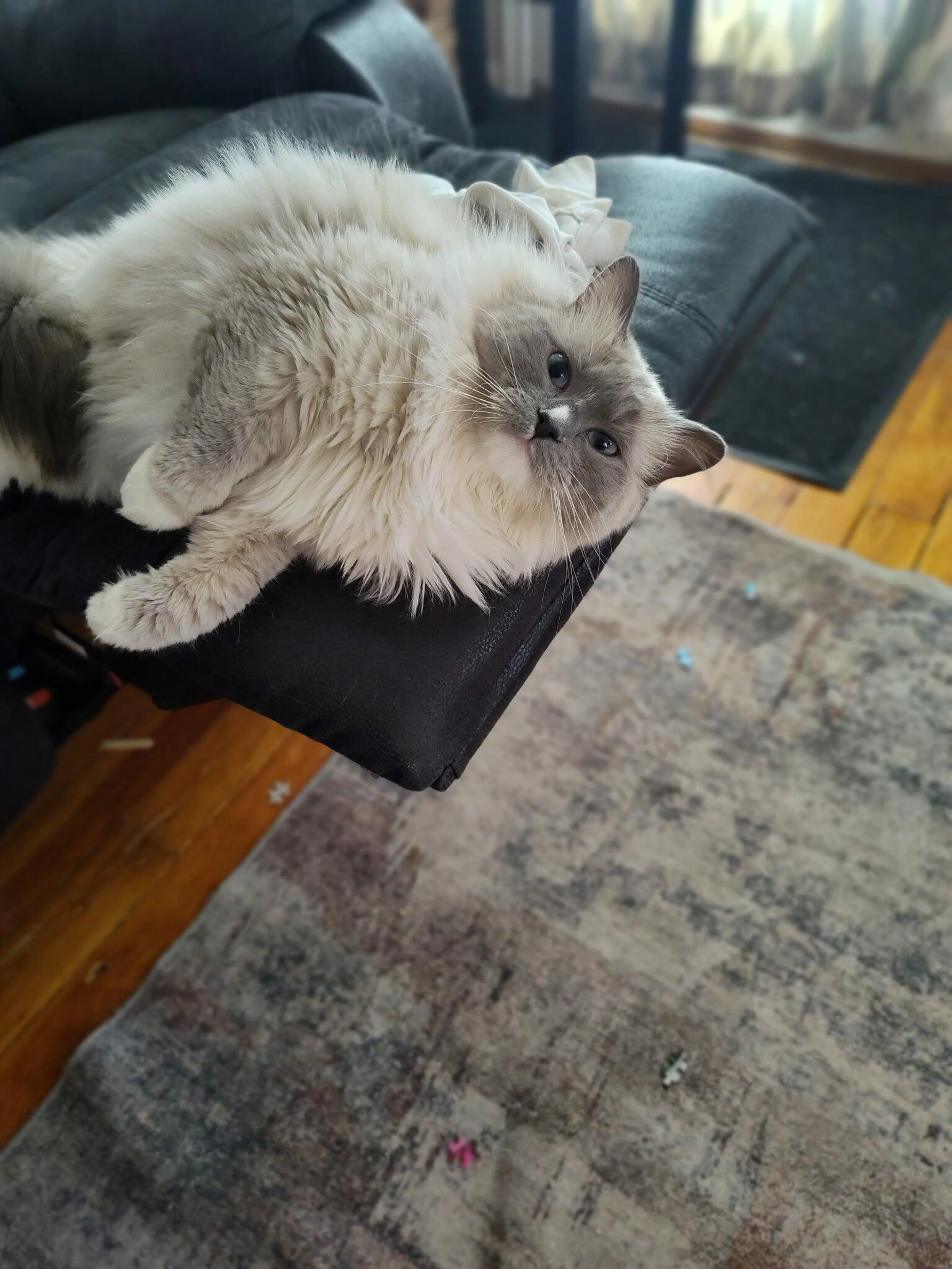 Lost pet