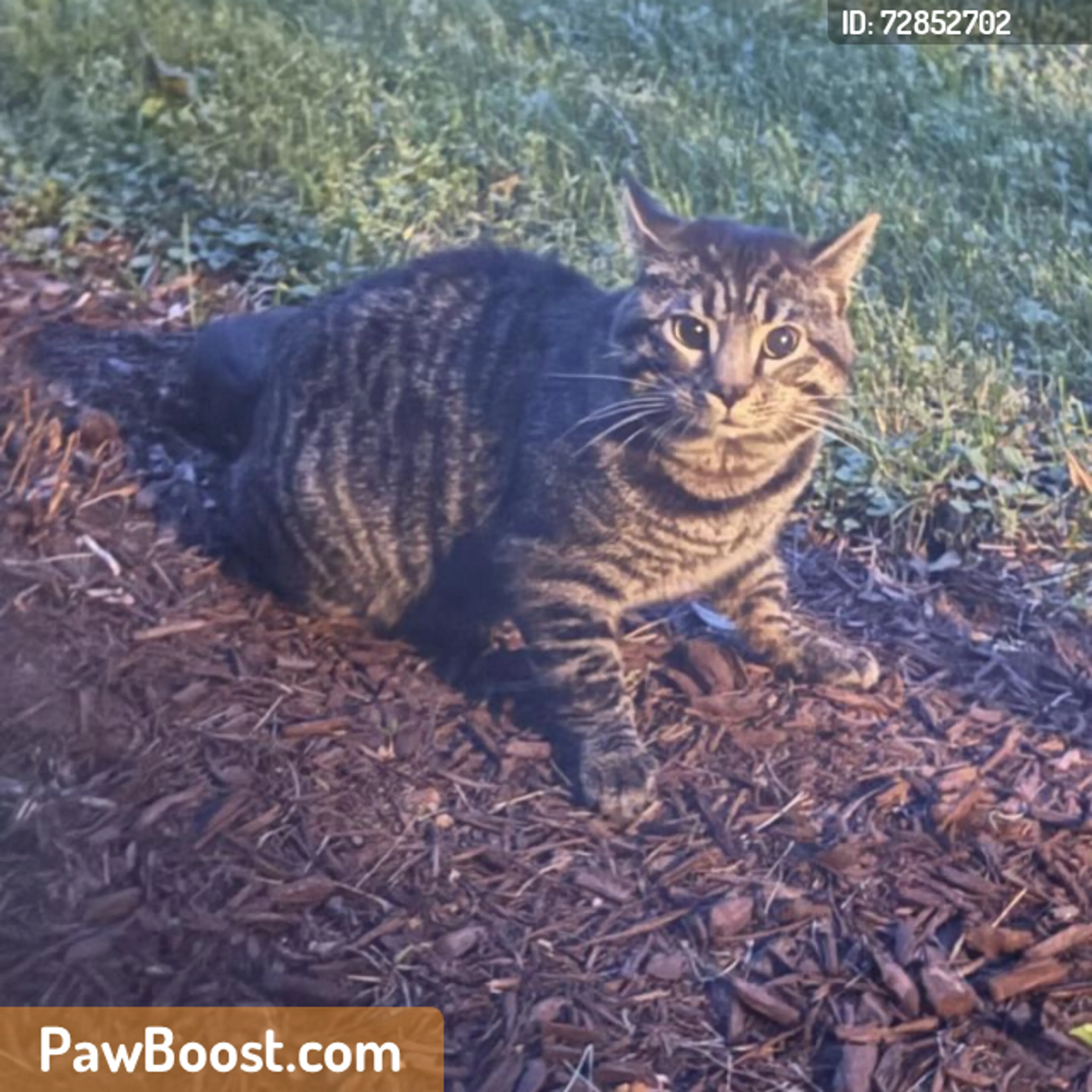 Found pet