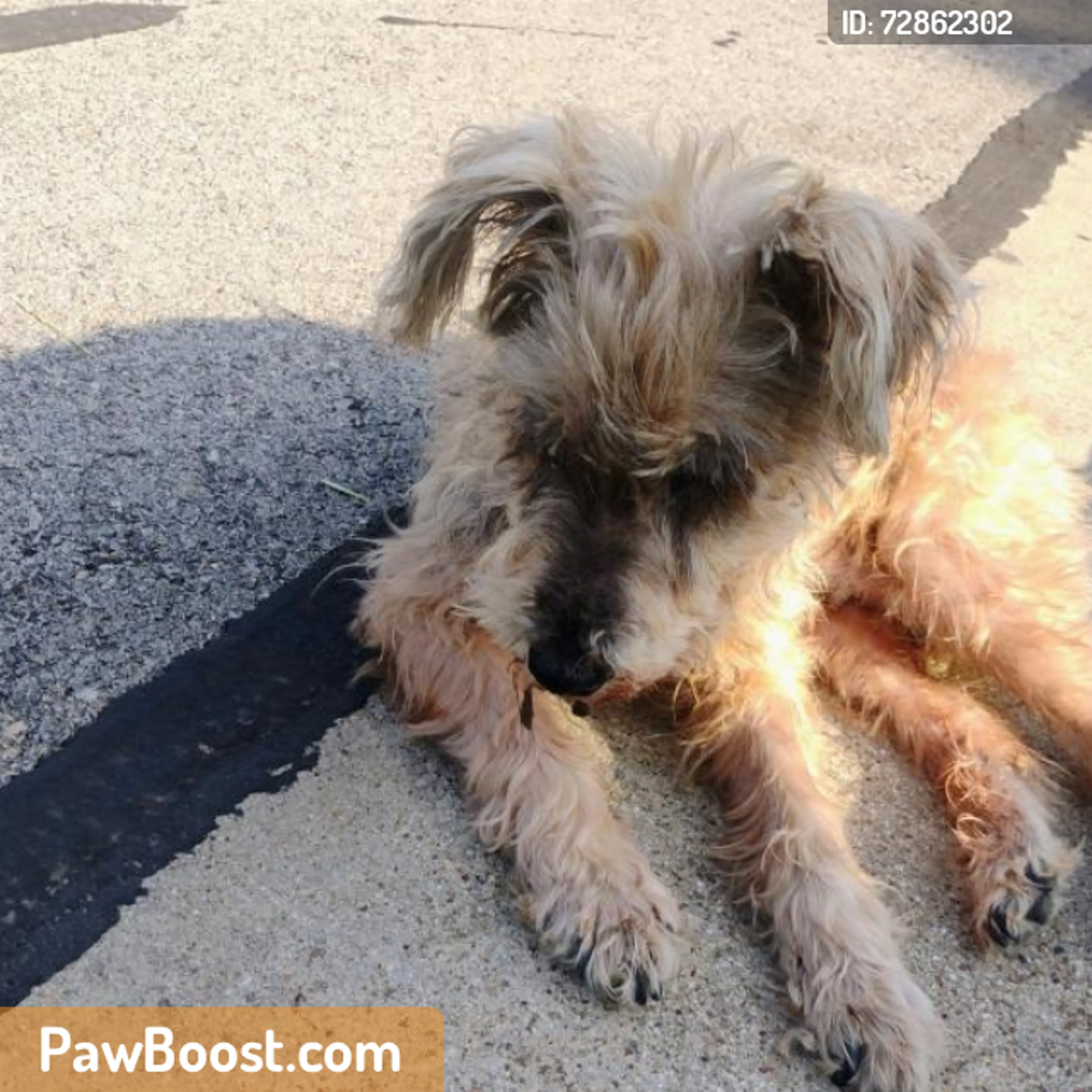 Found pet