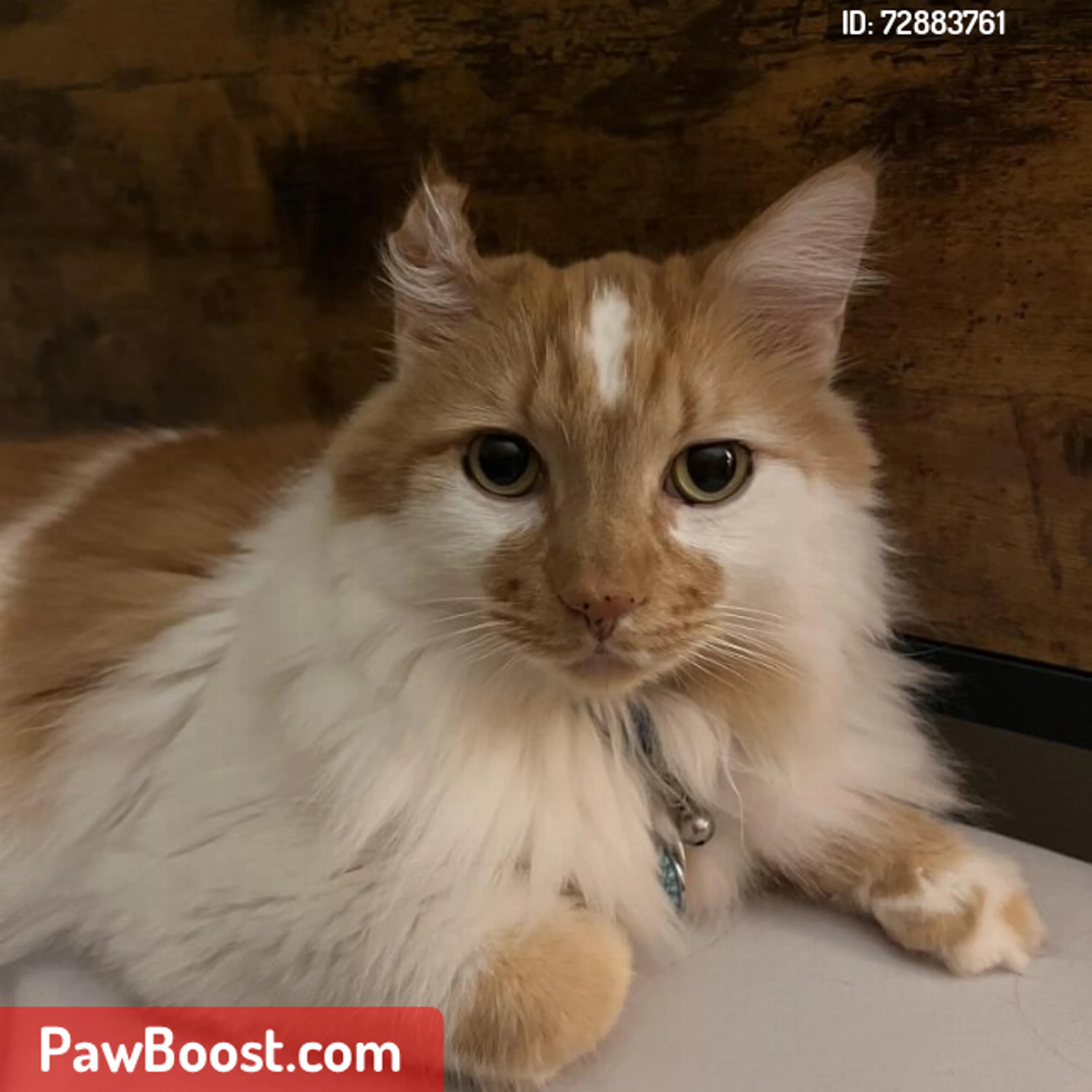 Lost pet