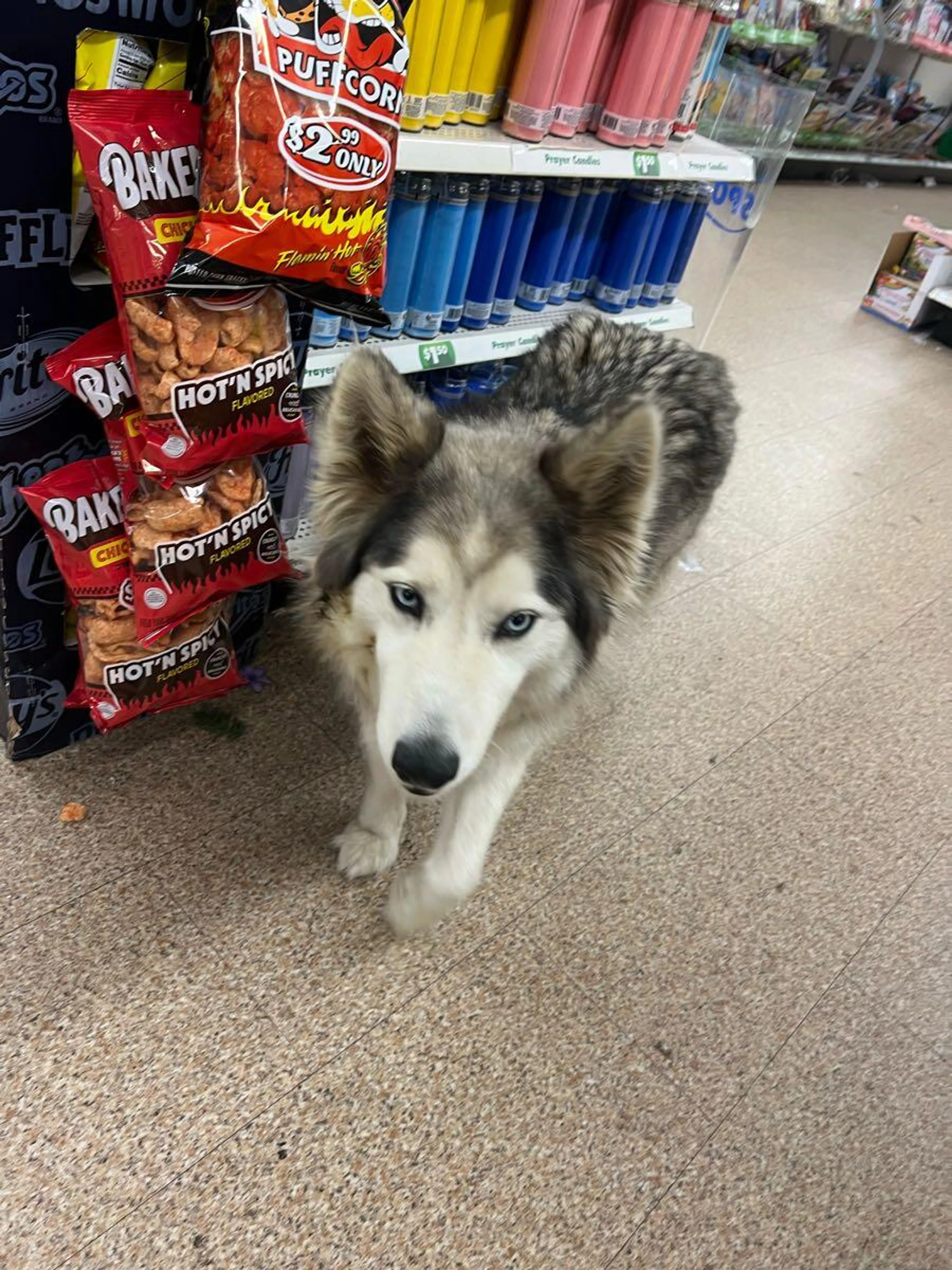 Found pet
