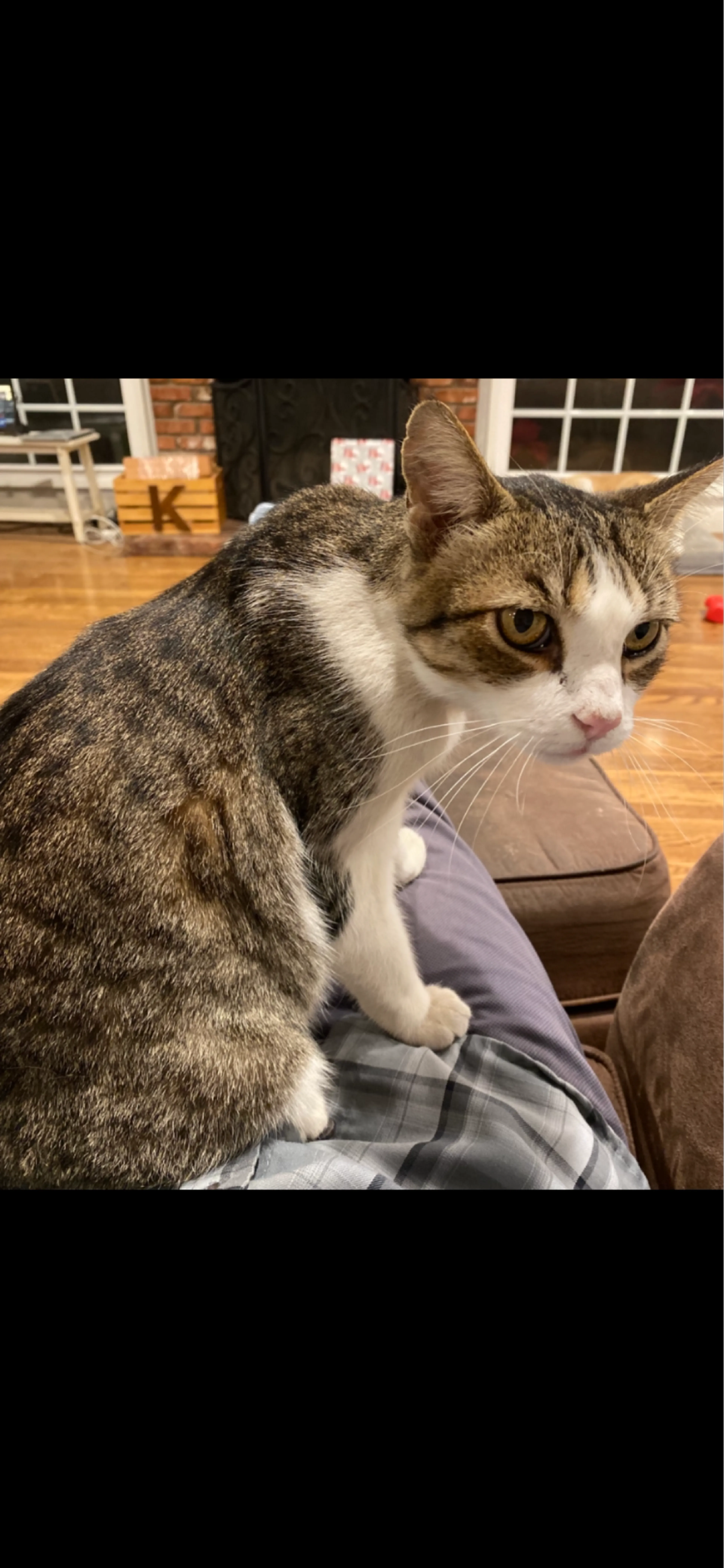 Lost pet