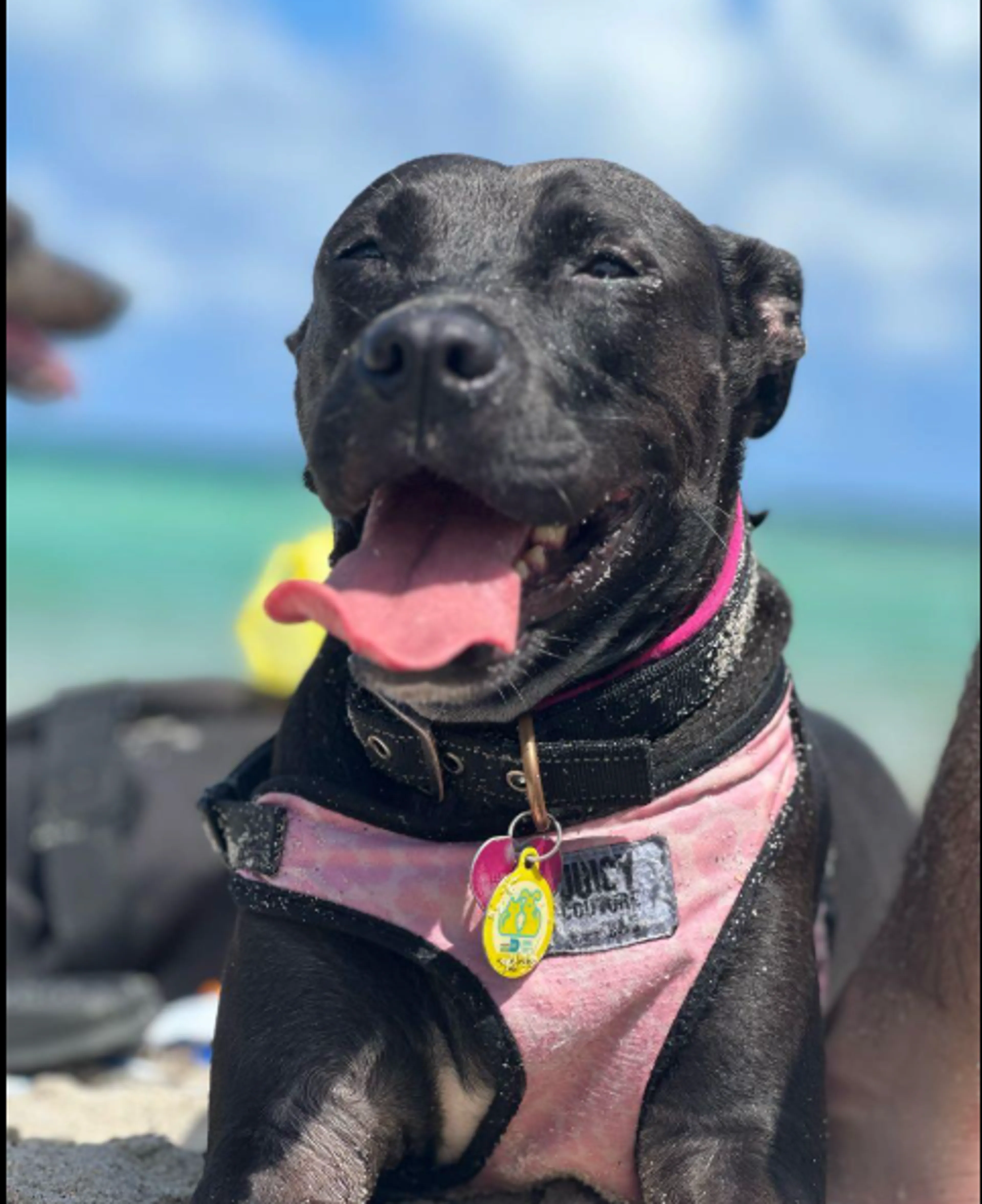 Lost pet
