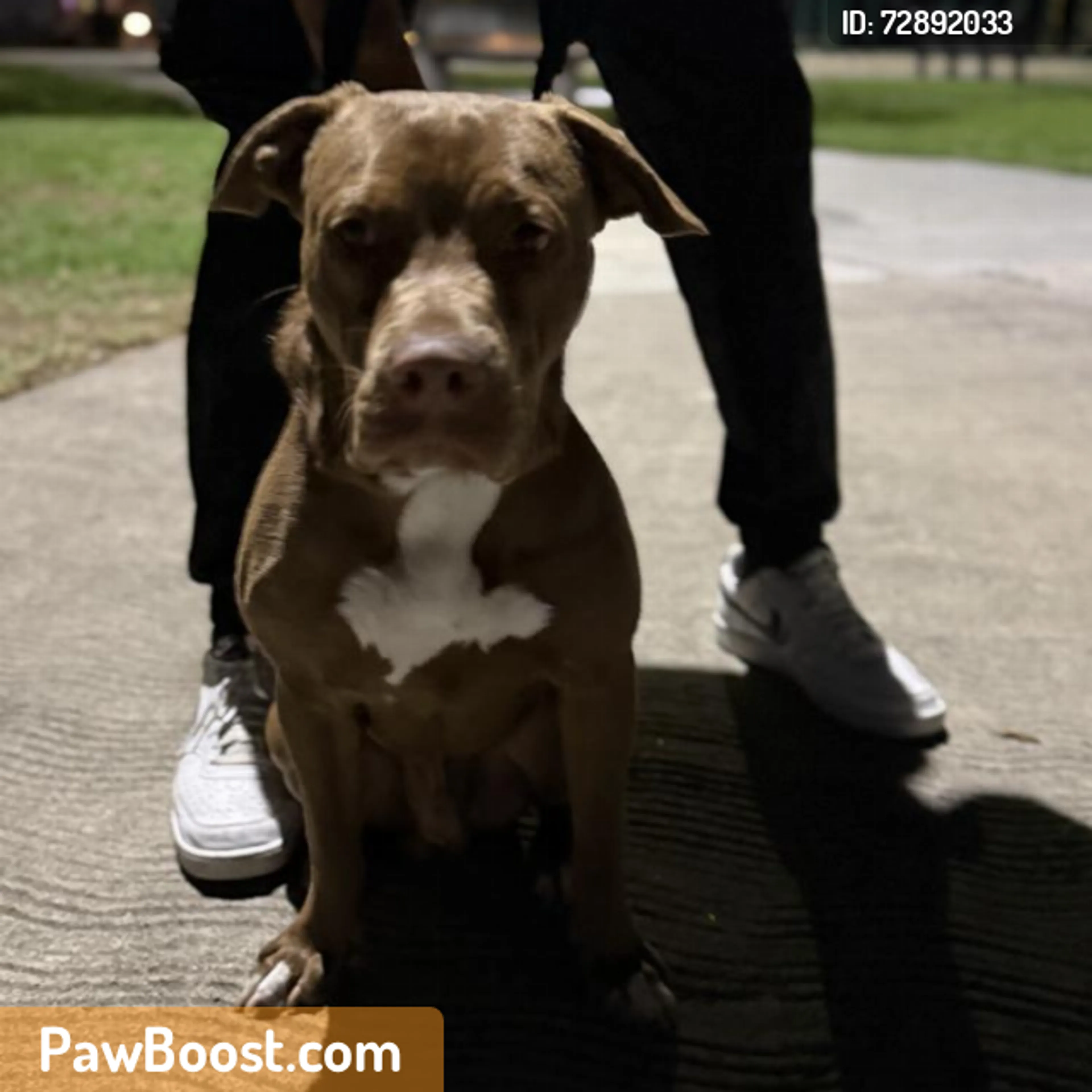 Found pet