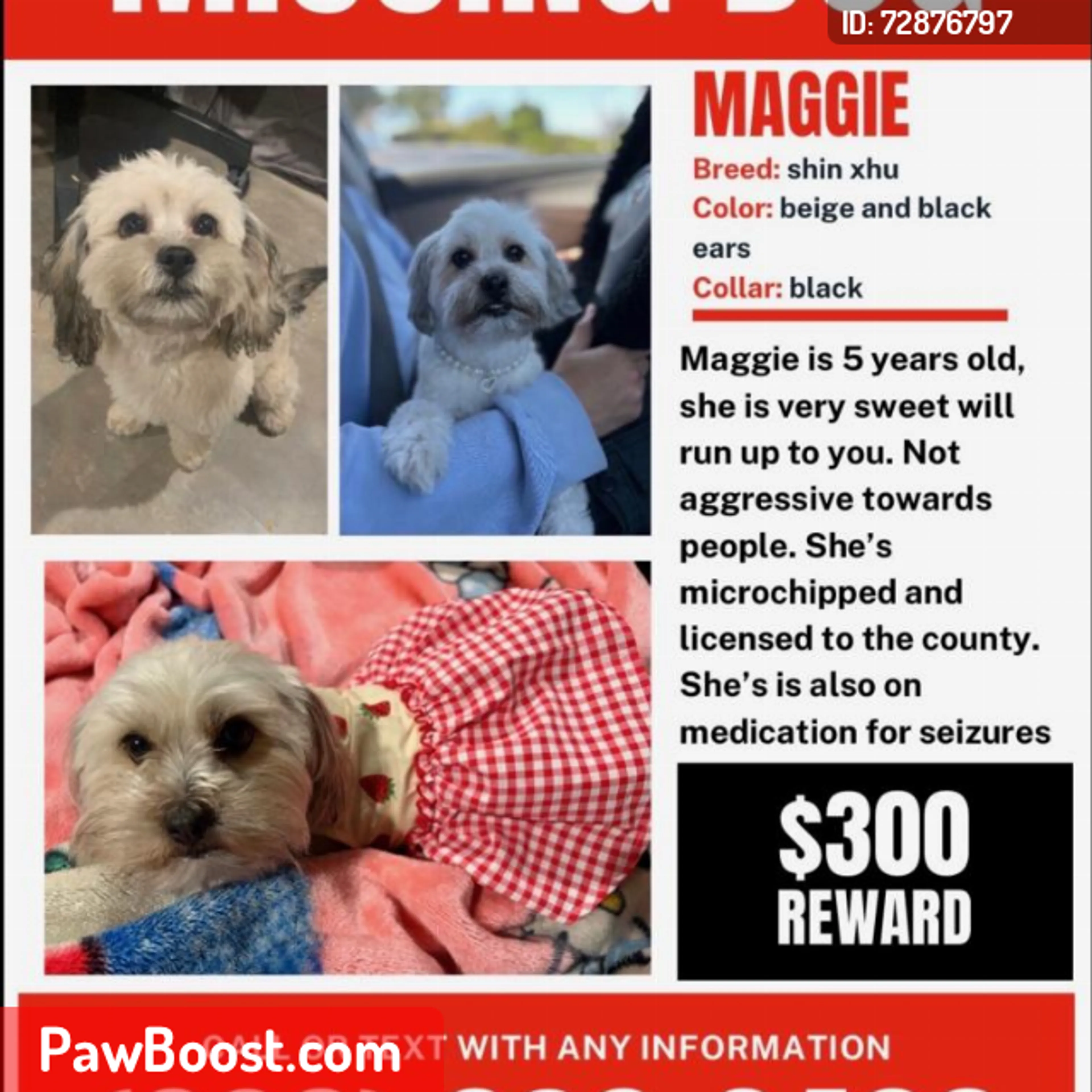 Lost pet