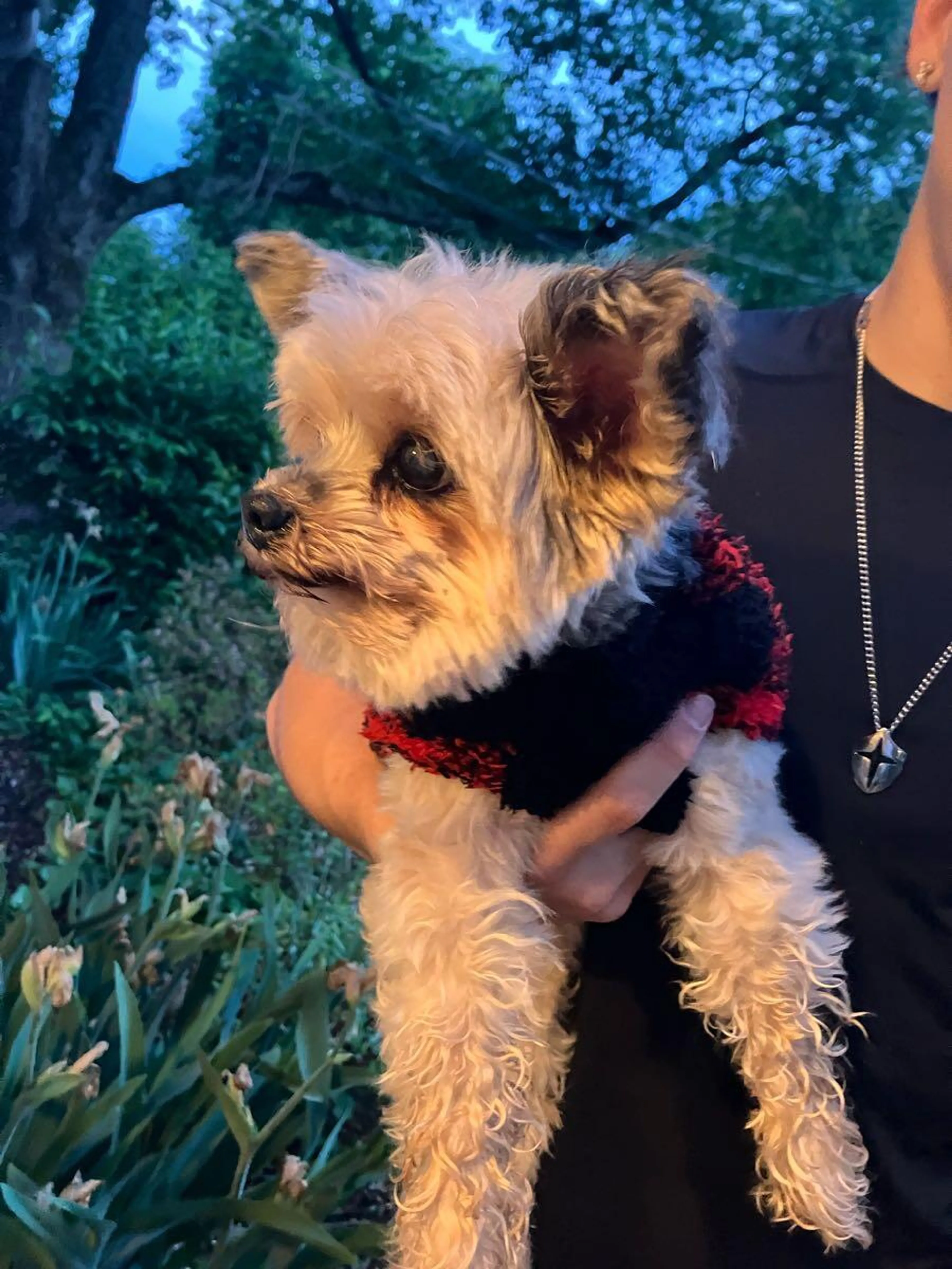 Found pet