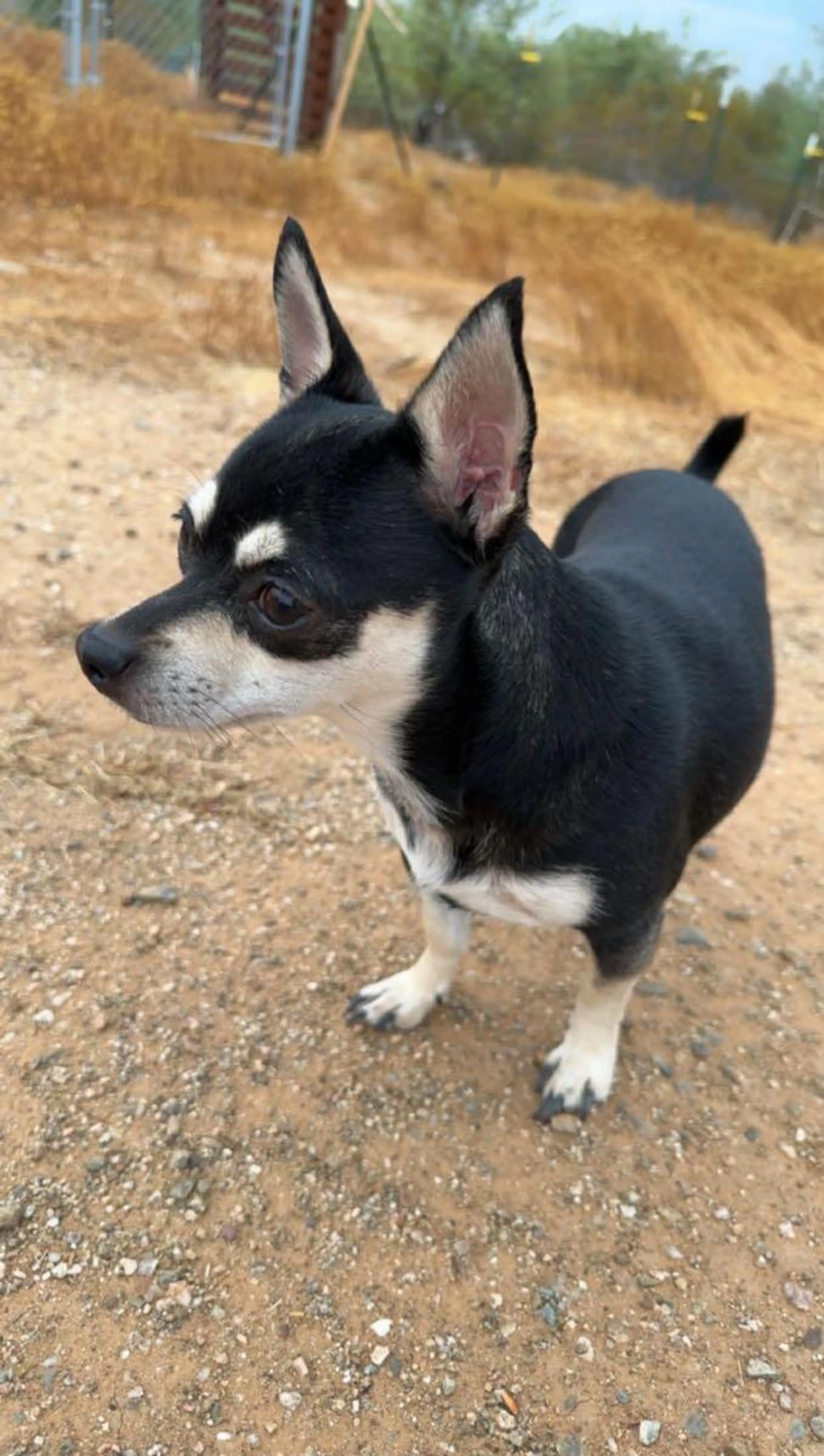Lost pet
