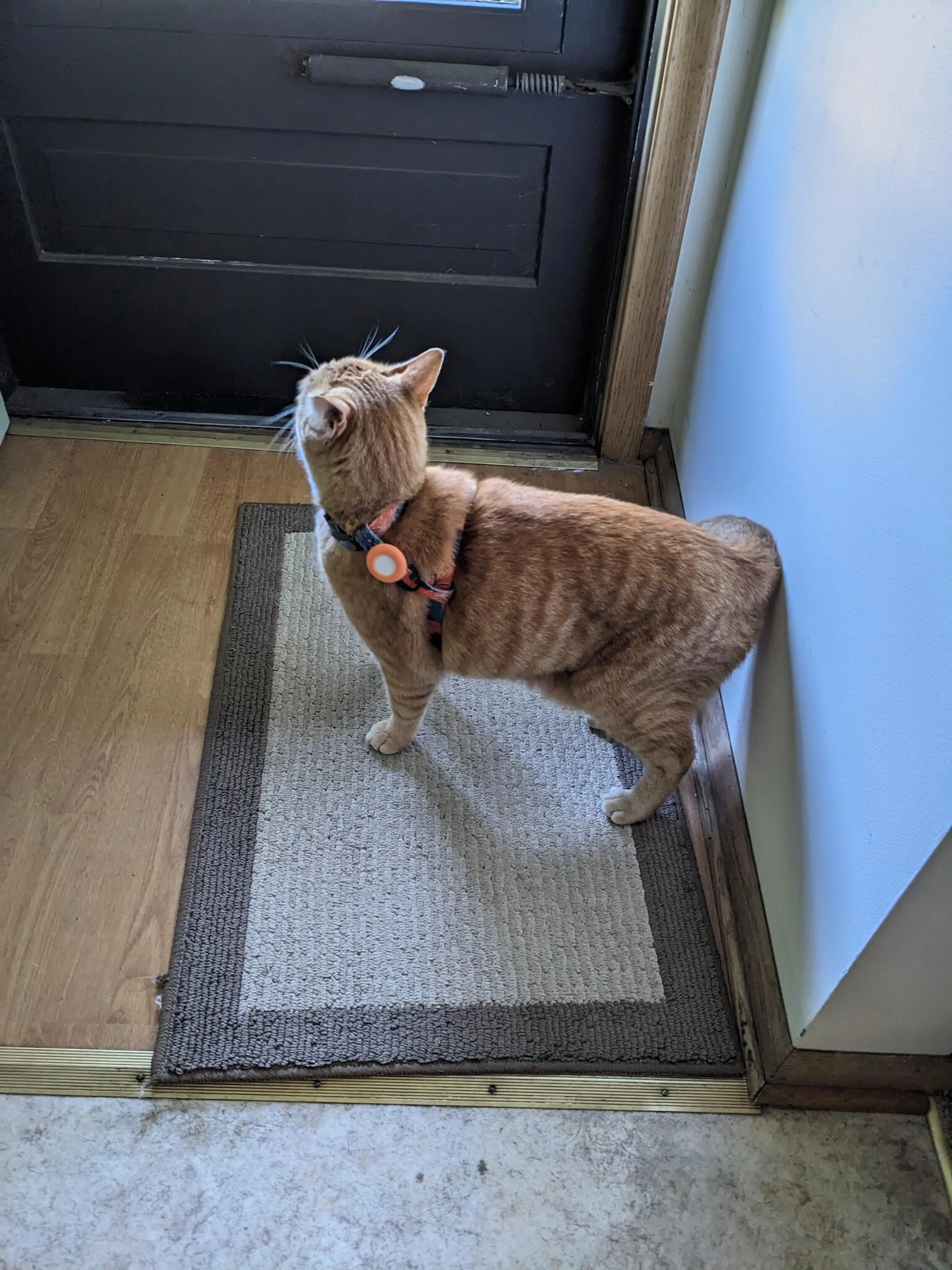 Found pet