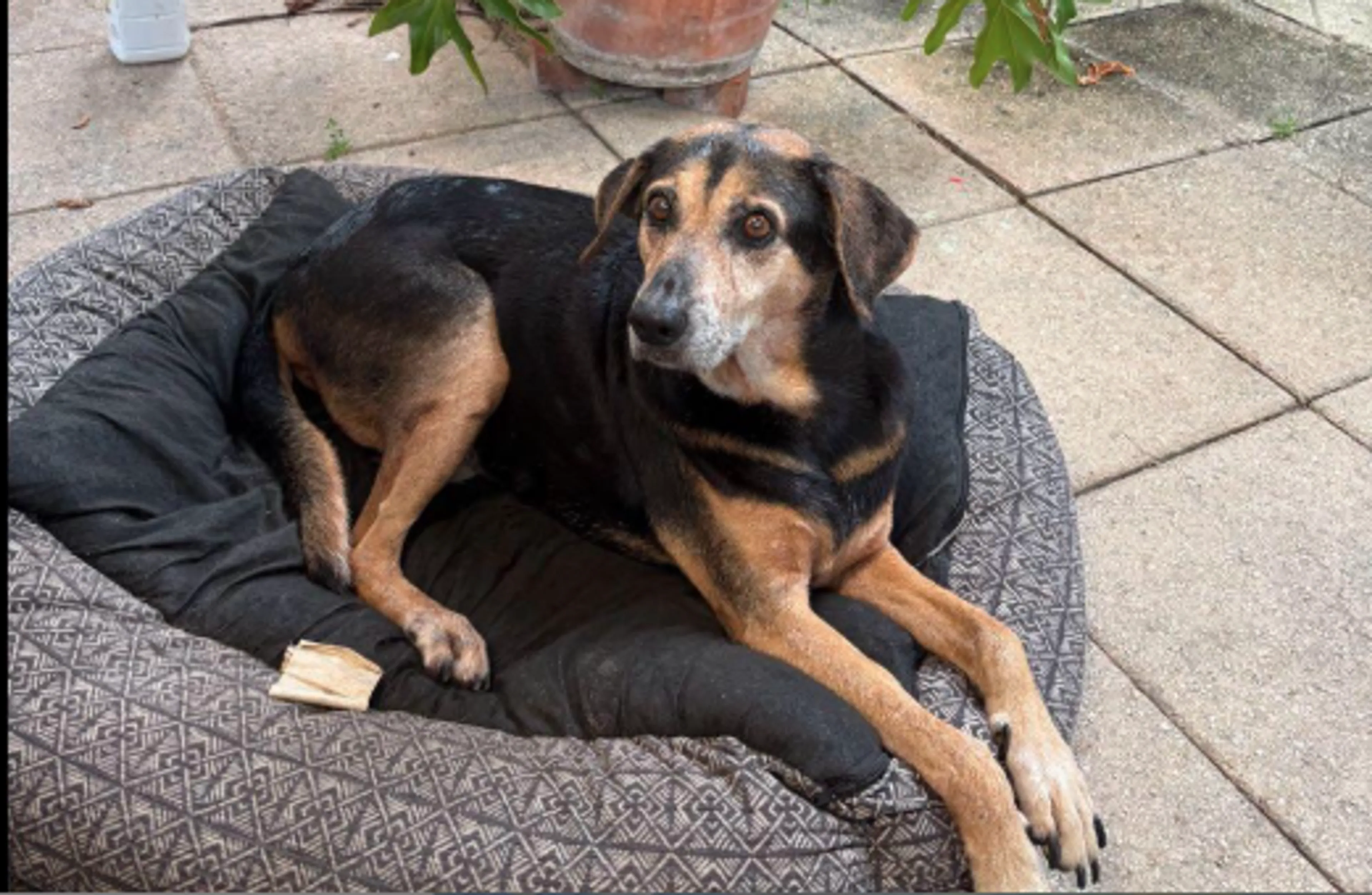 Lost pet