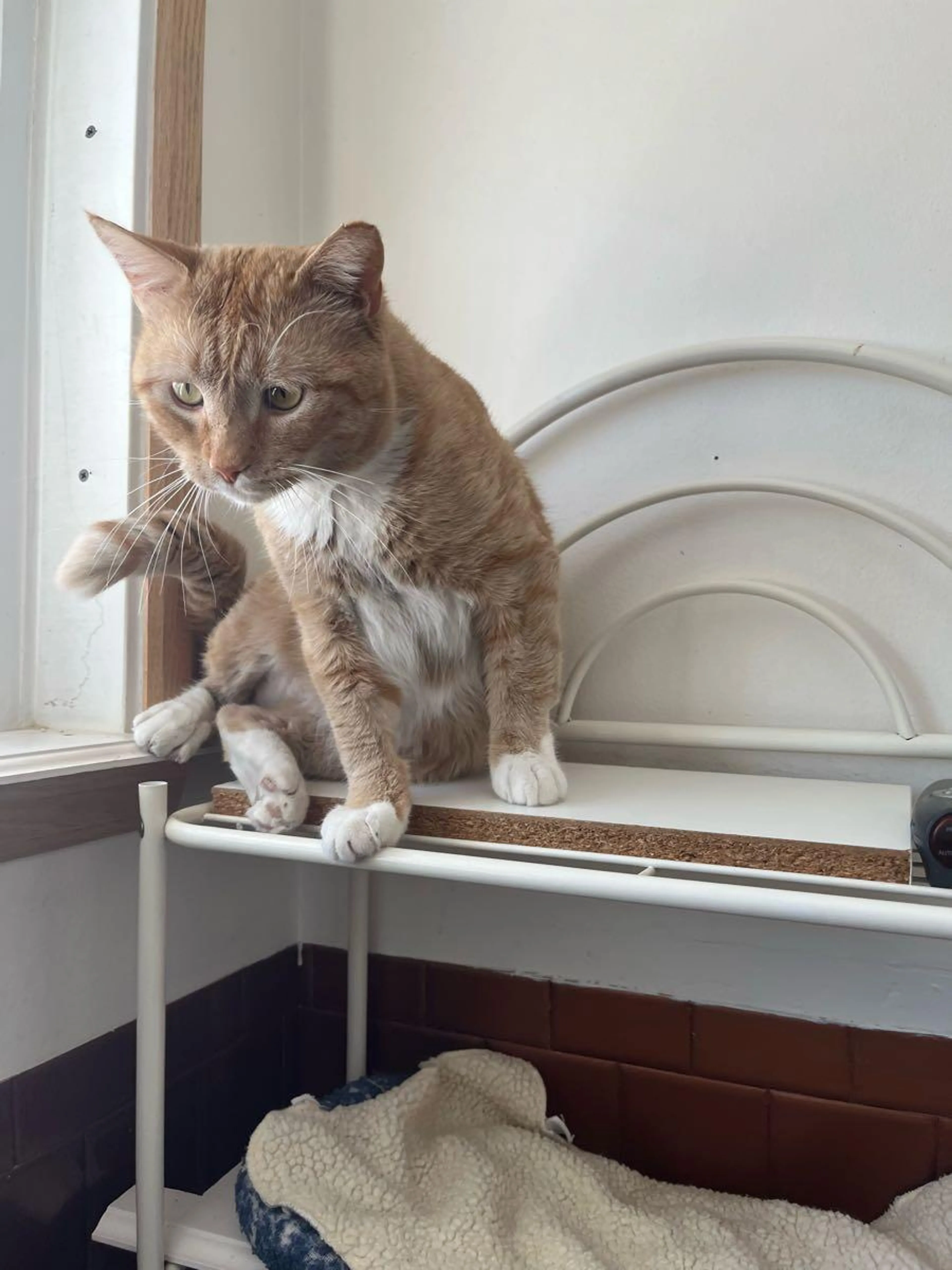 Lost pet