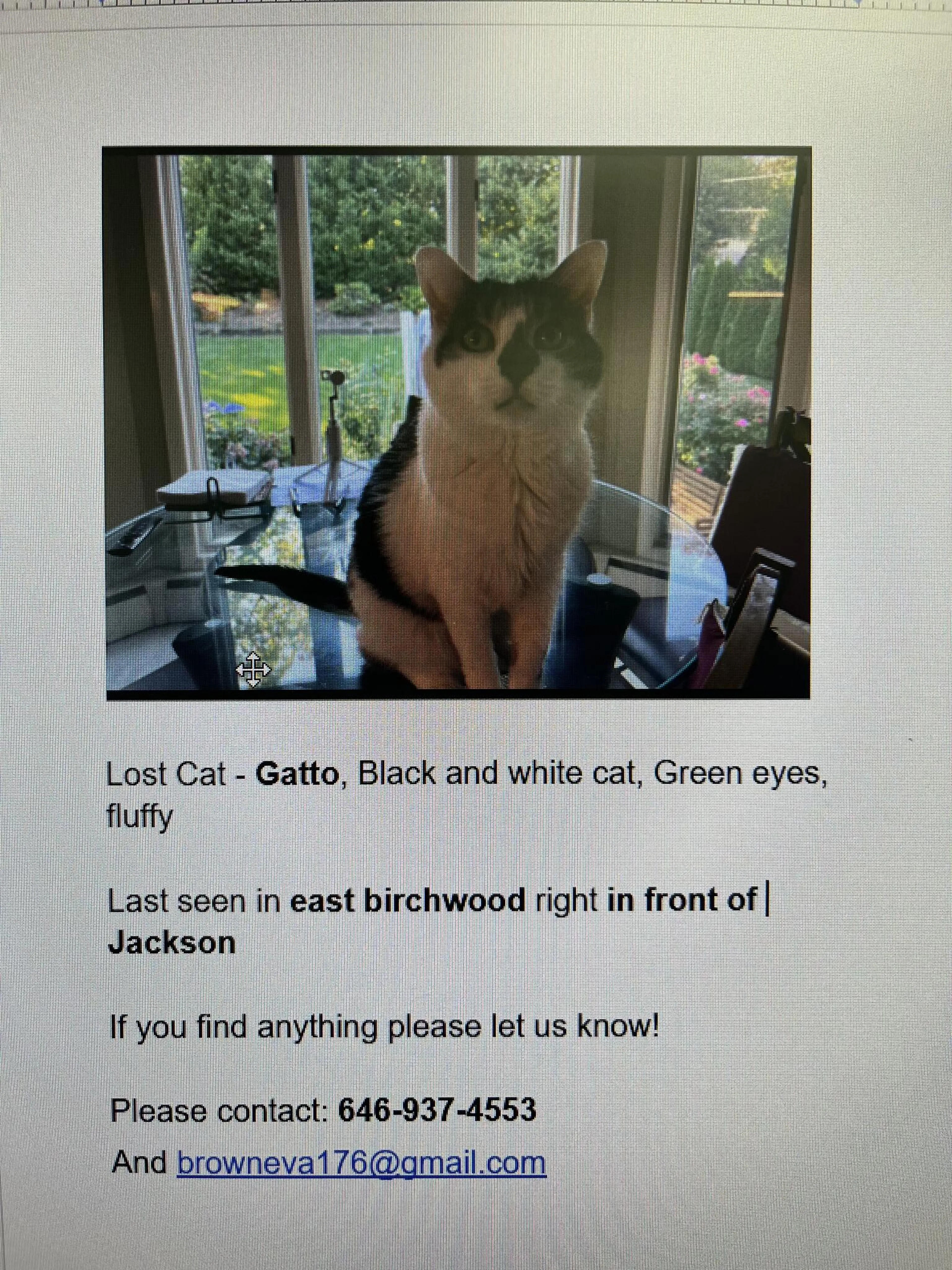 Lost pet