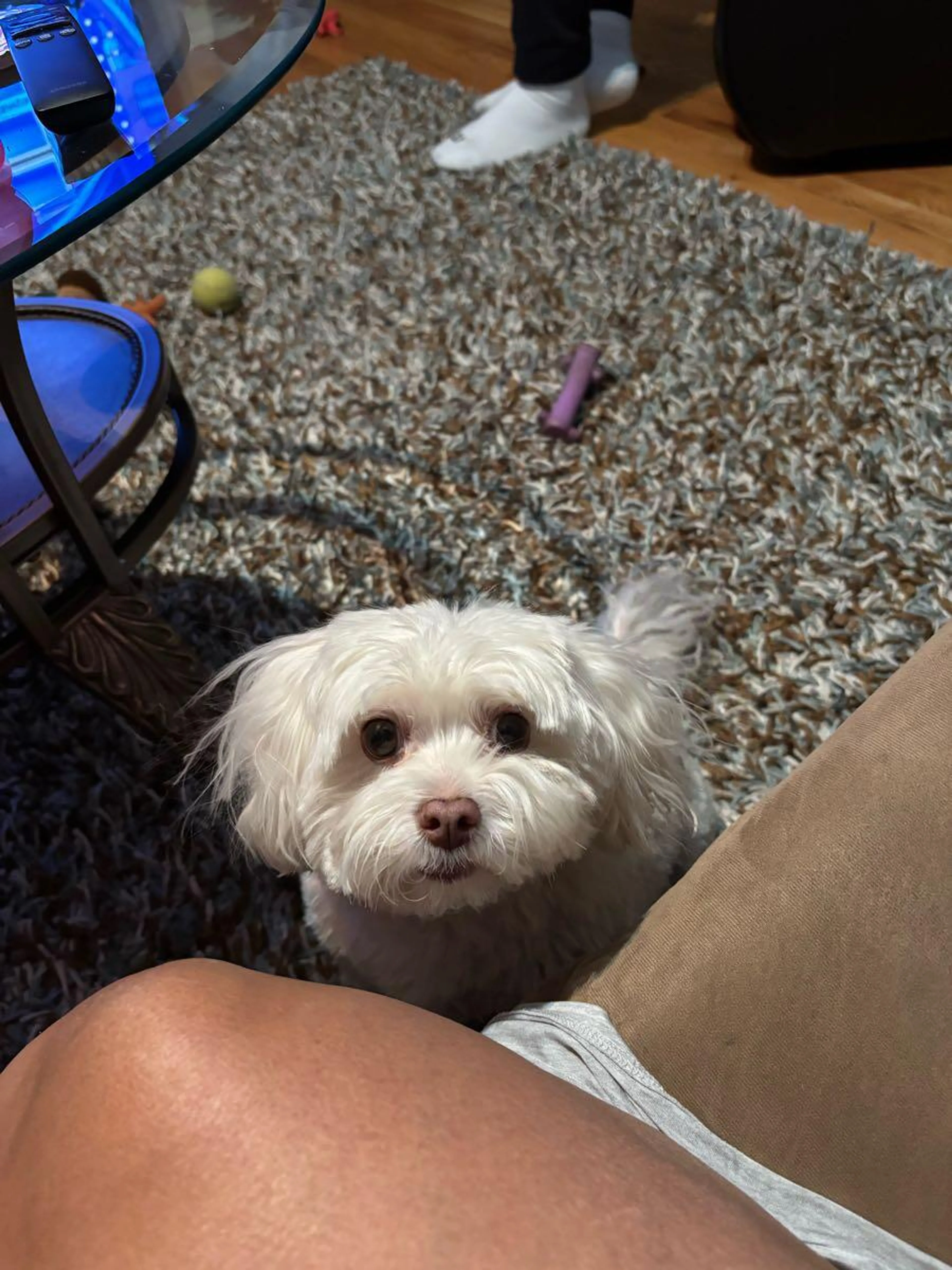 Lost pet