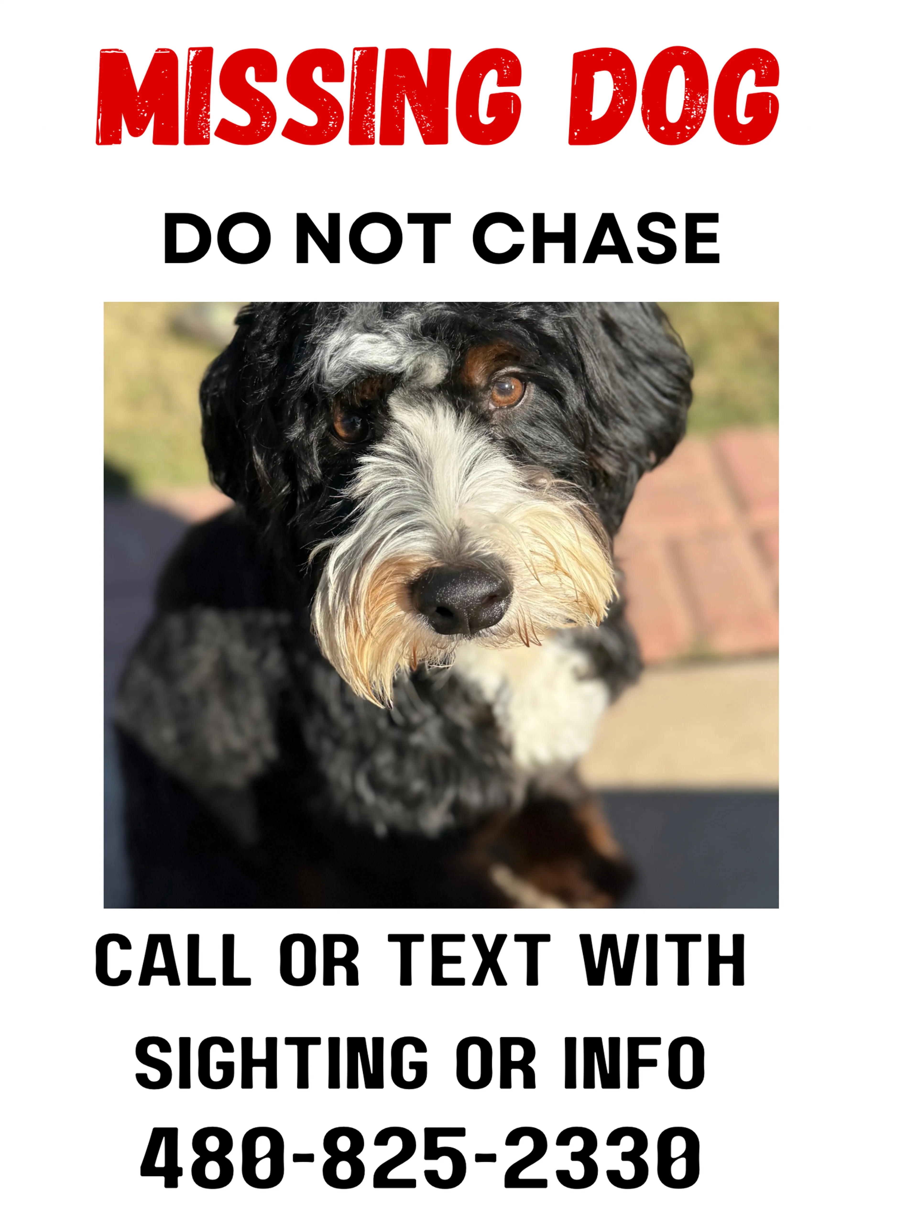 Lost pet