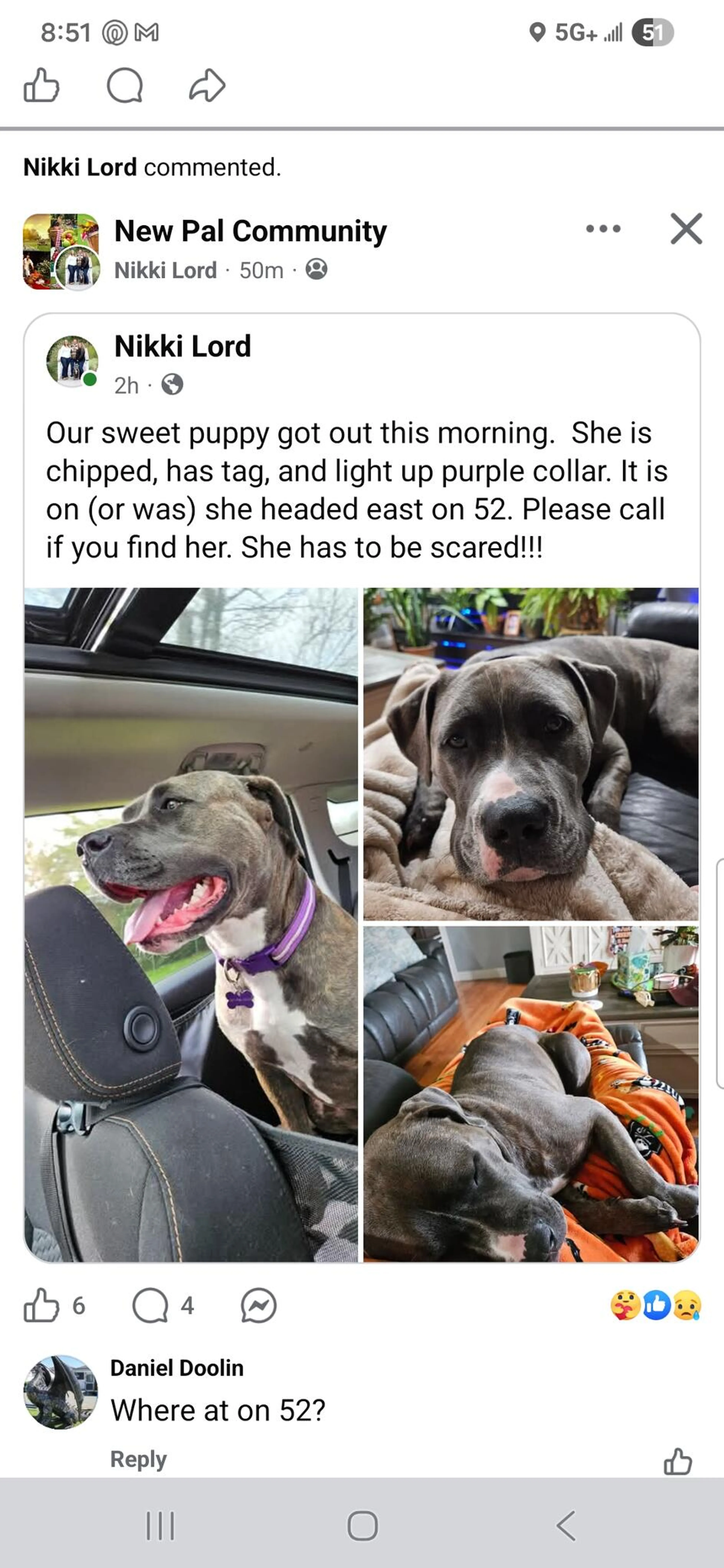 Lost pet