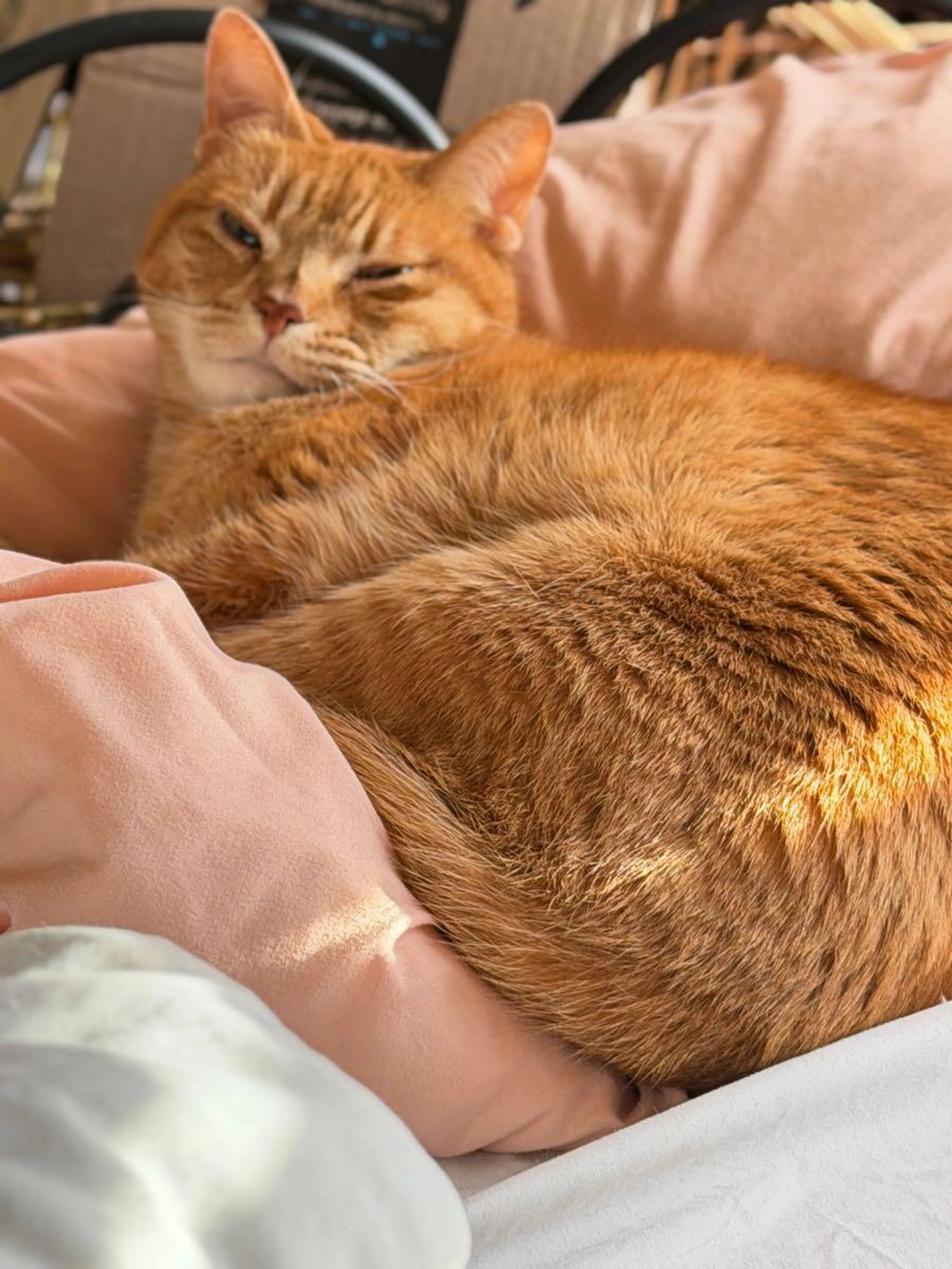 Lost pet