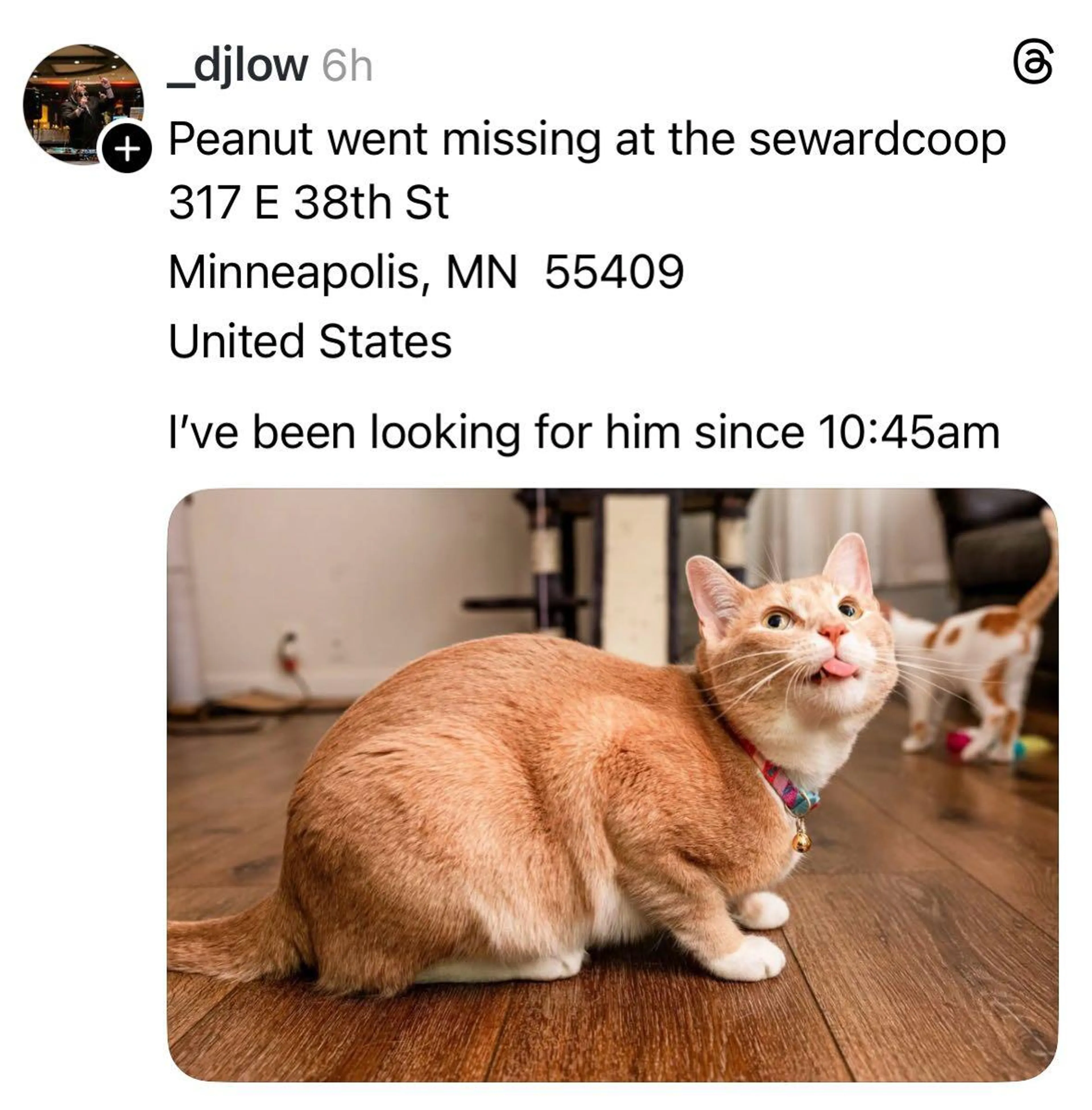 Lost pet