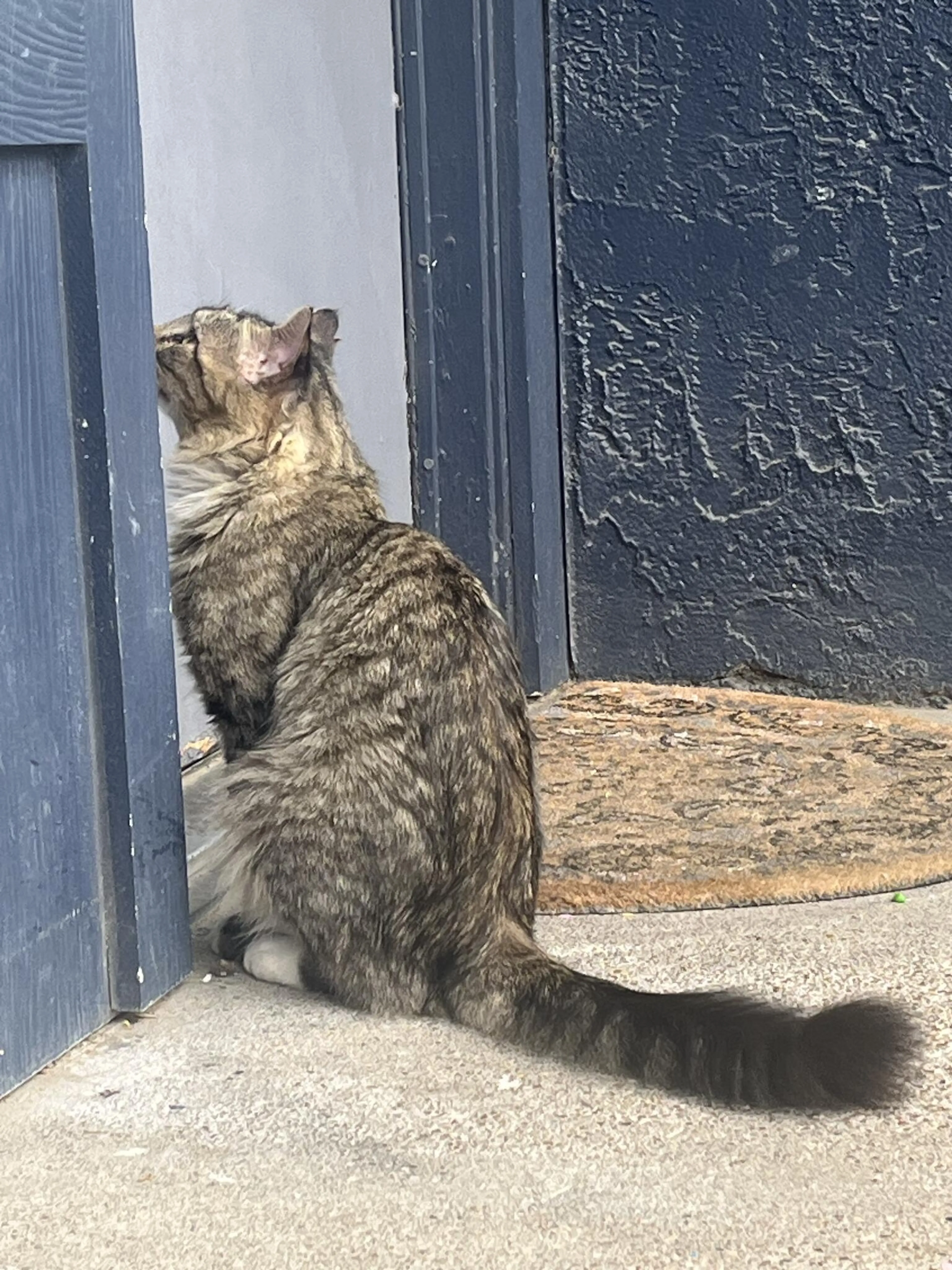 Found pet