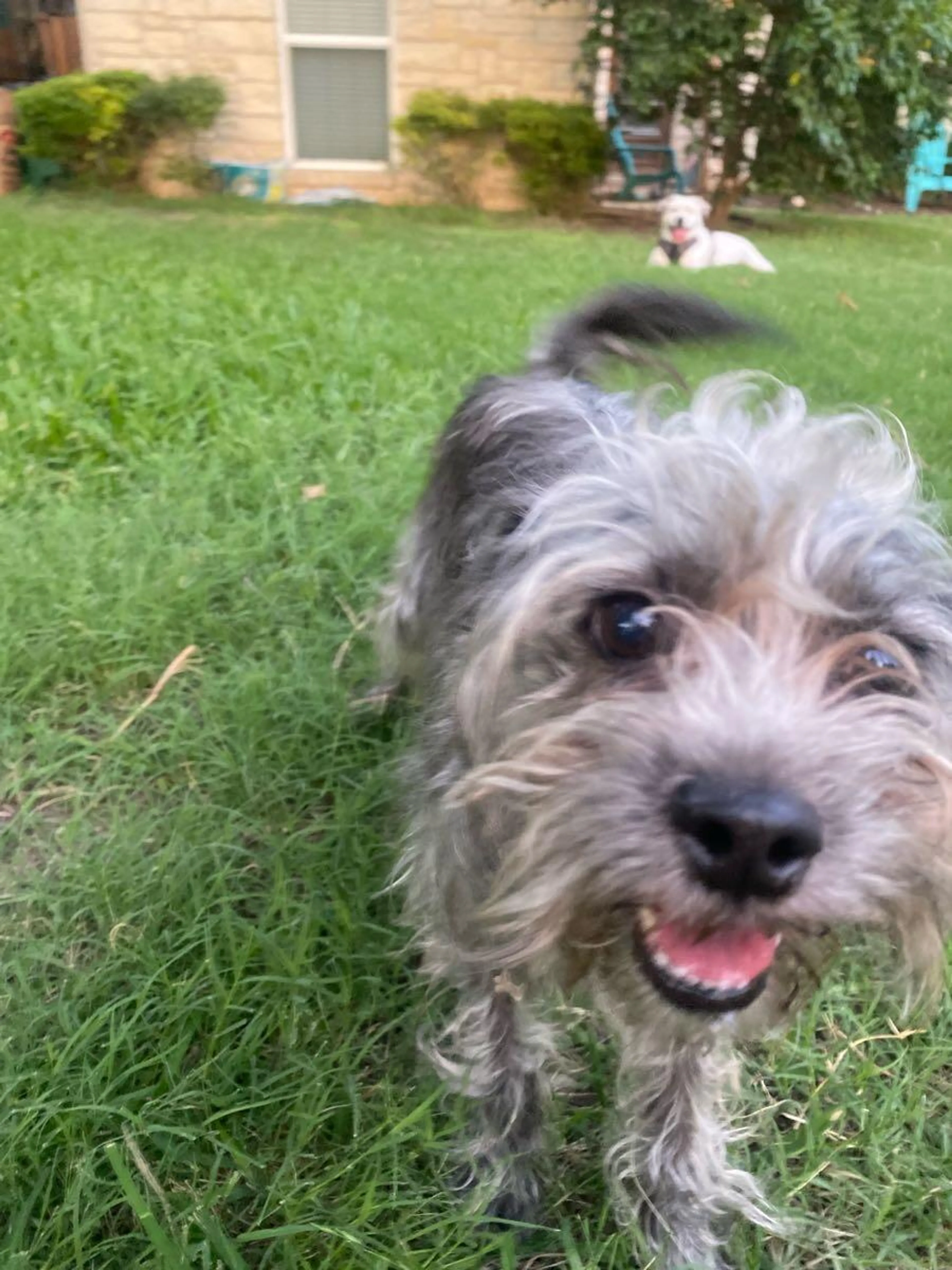 Found pet