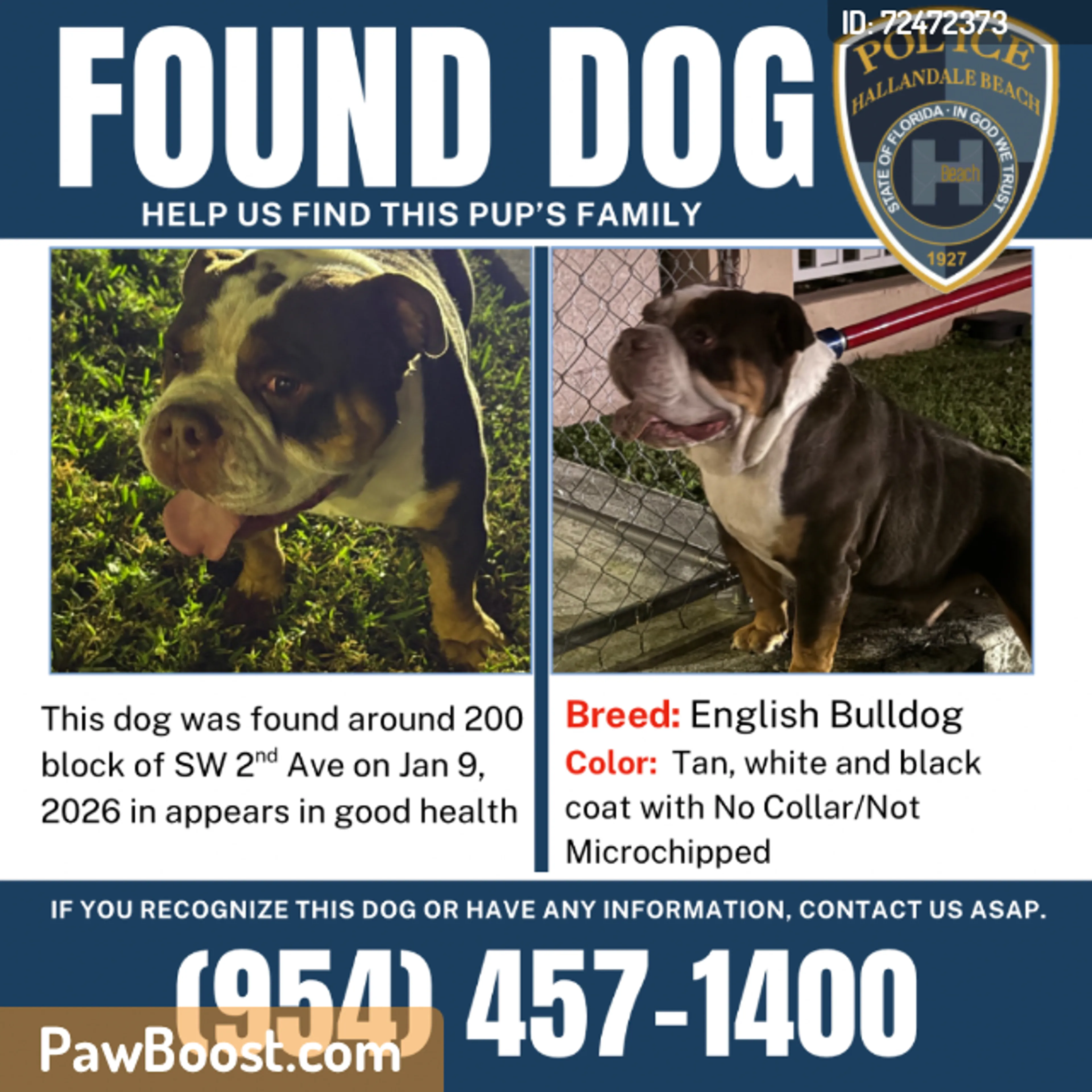 Found pet