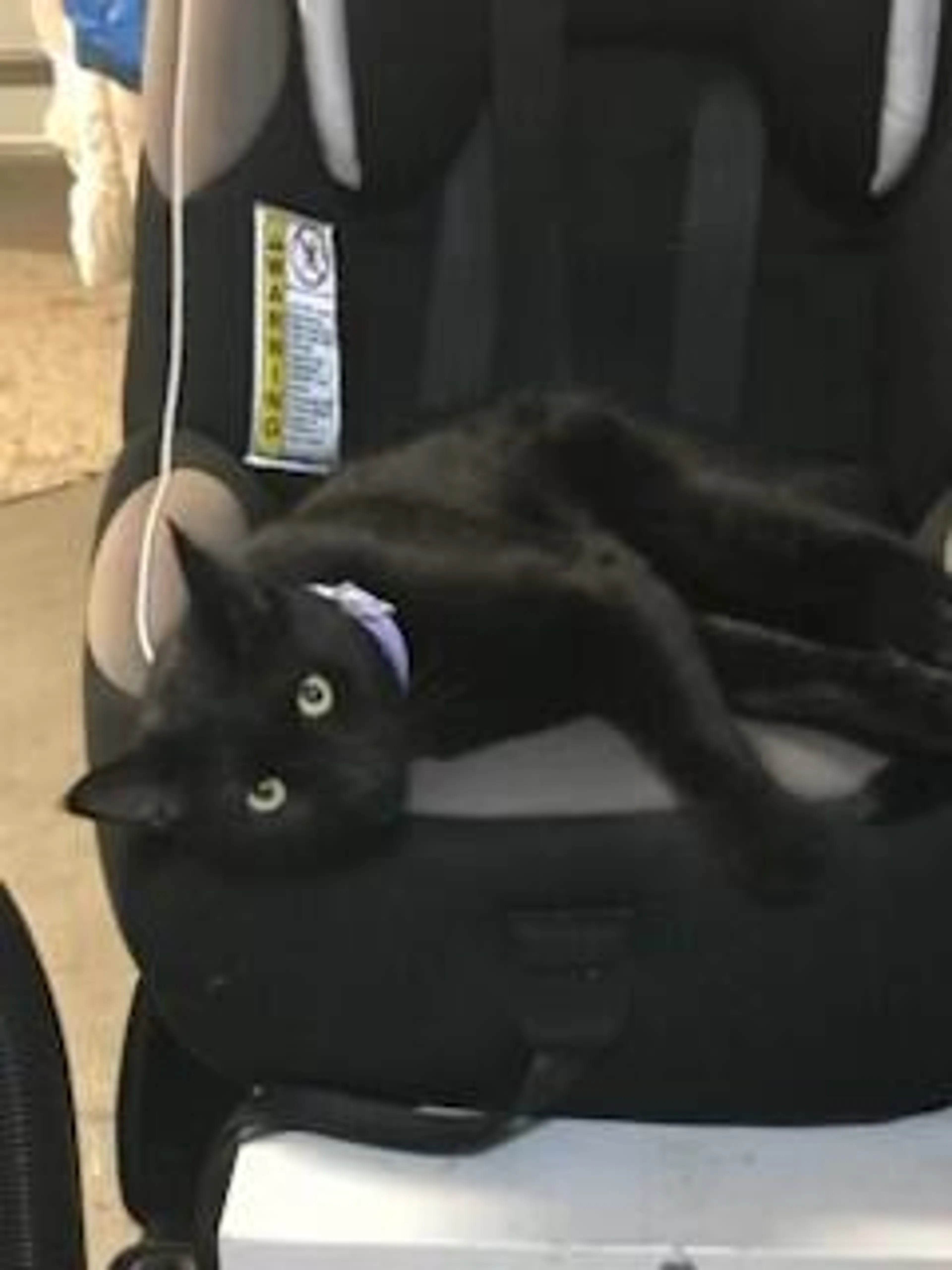 Lost pet