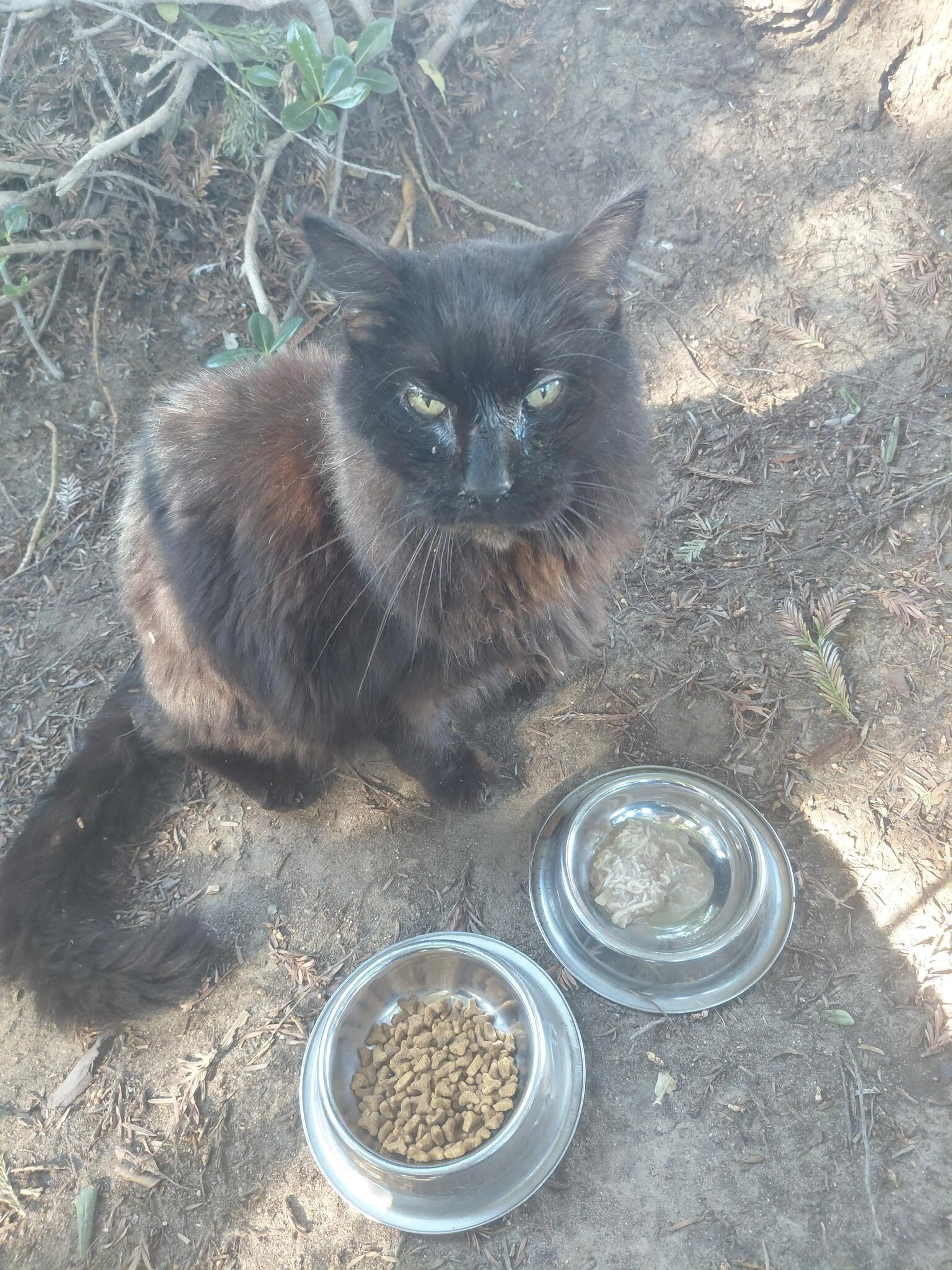 Found pet