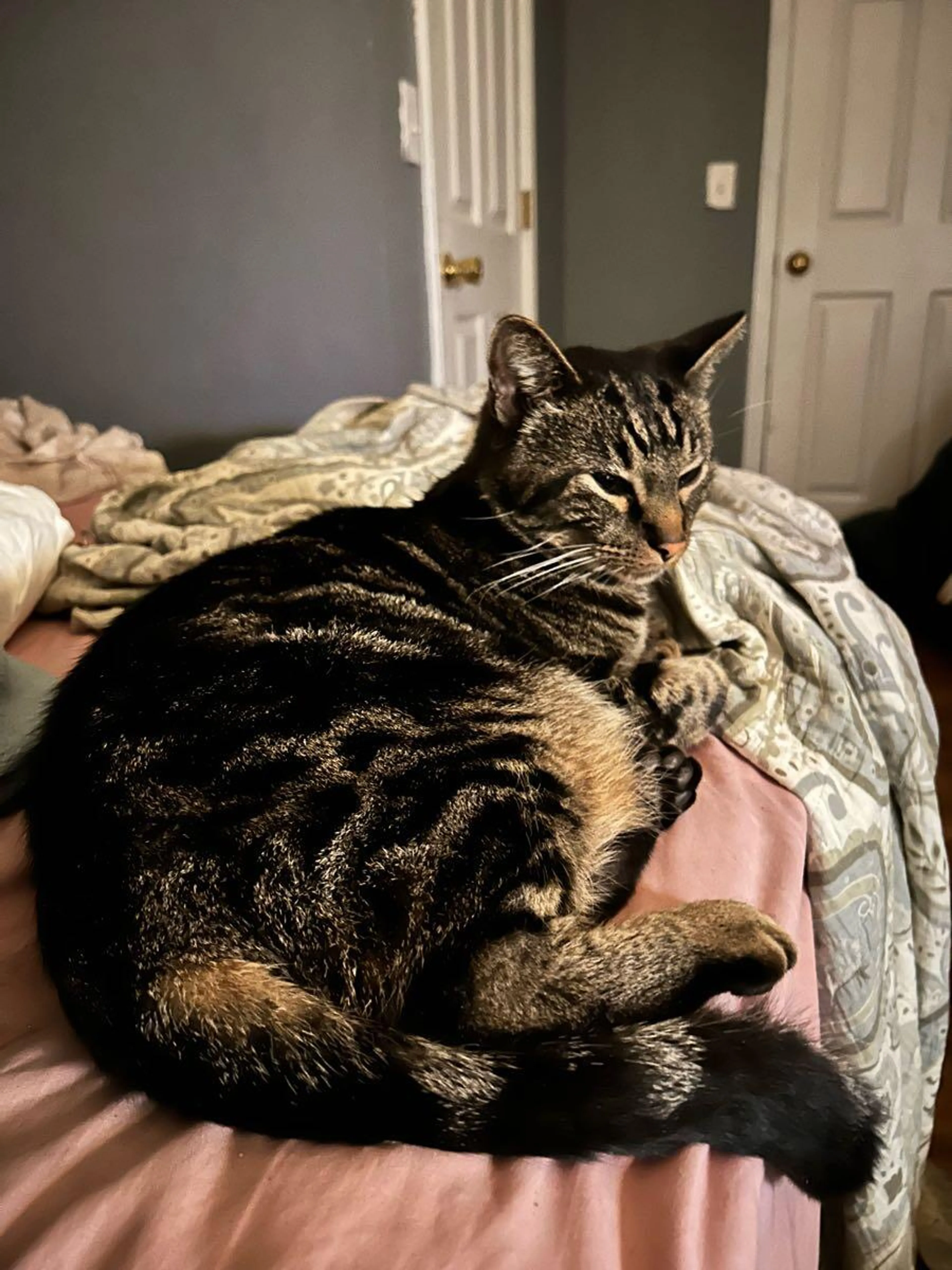 Lost pet