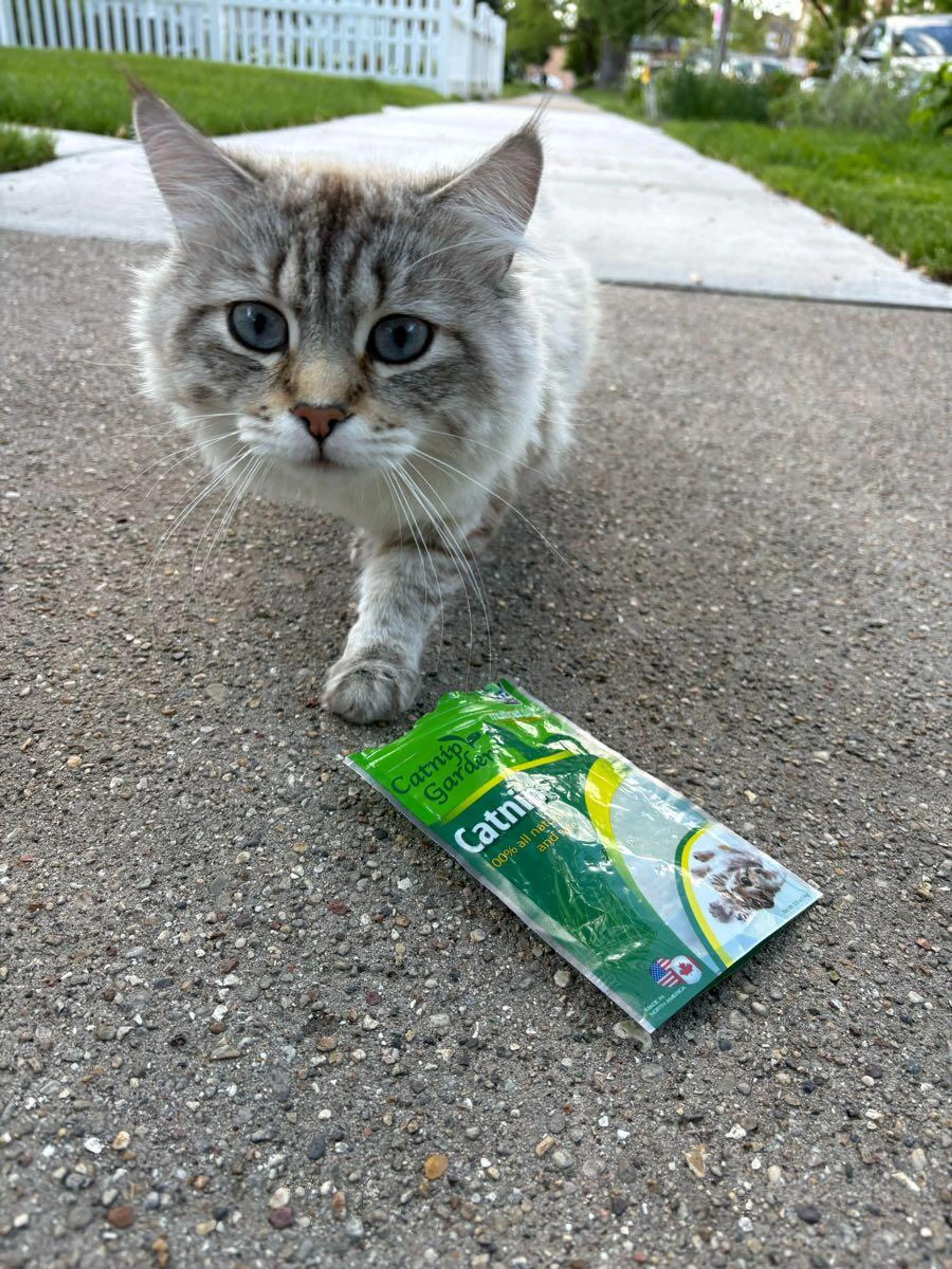 Found pet