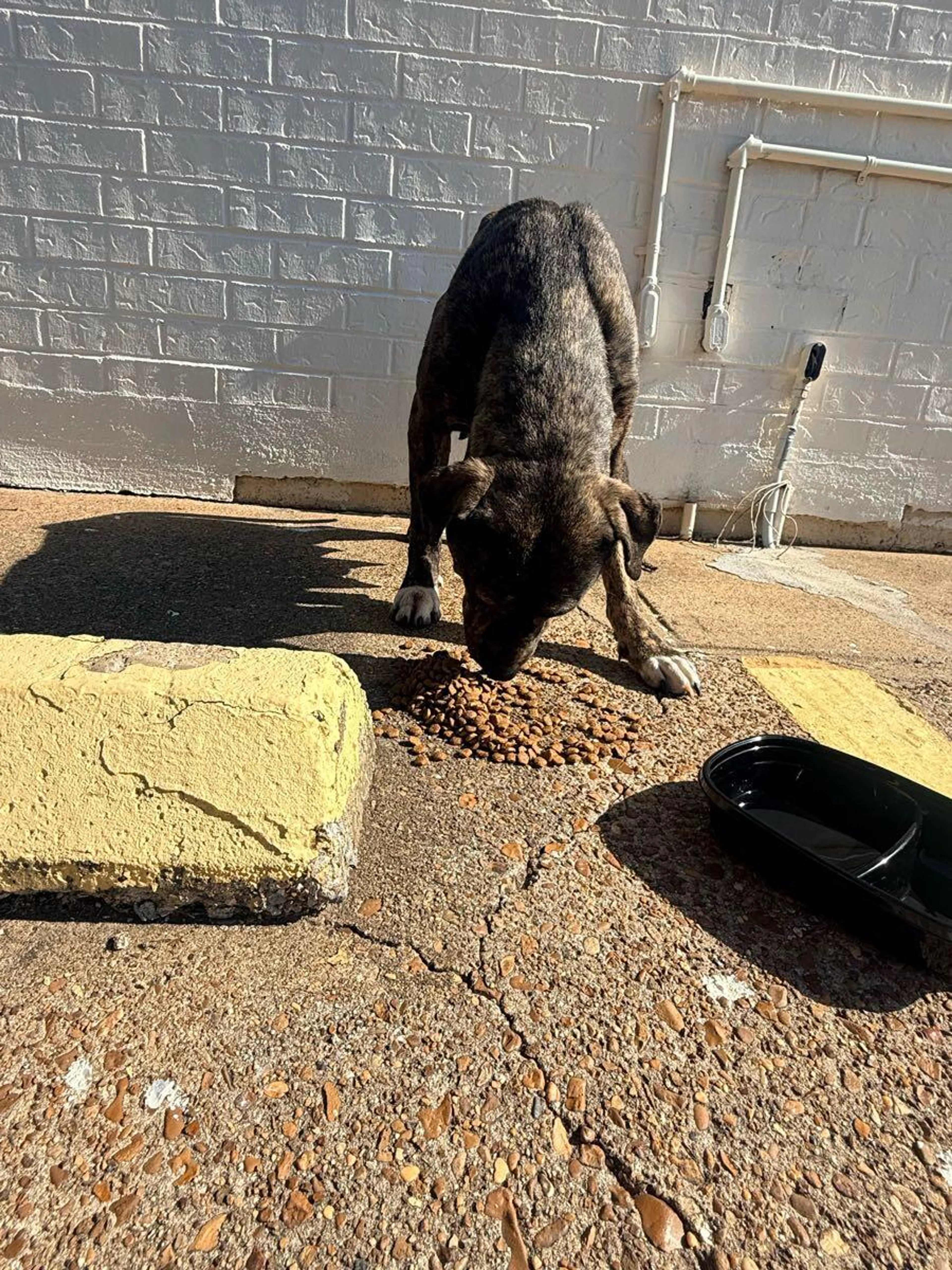 Found pet