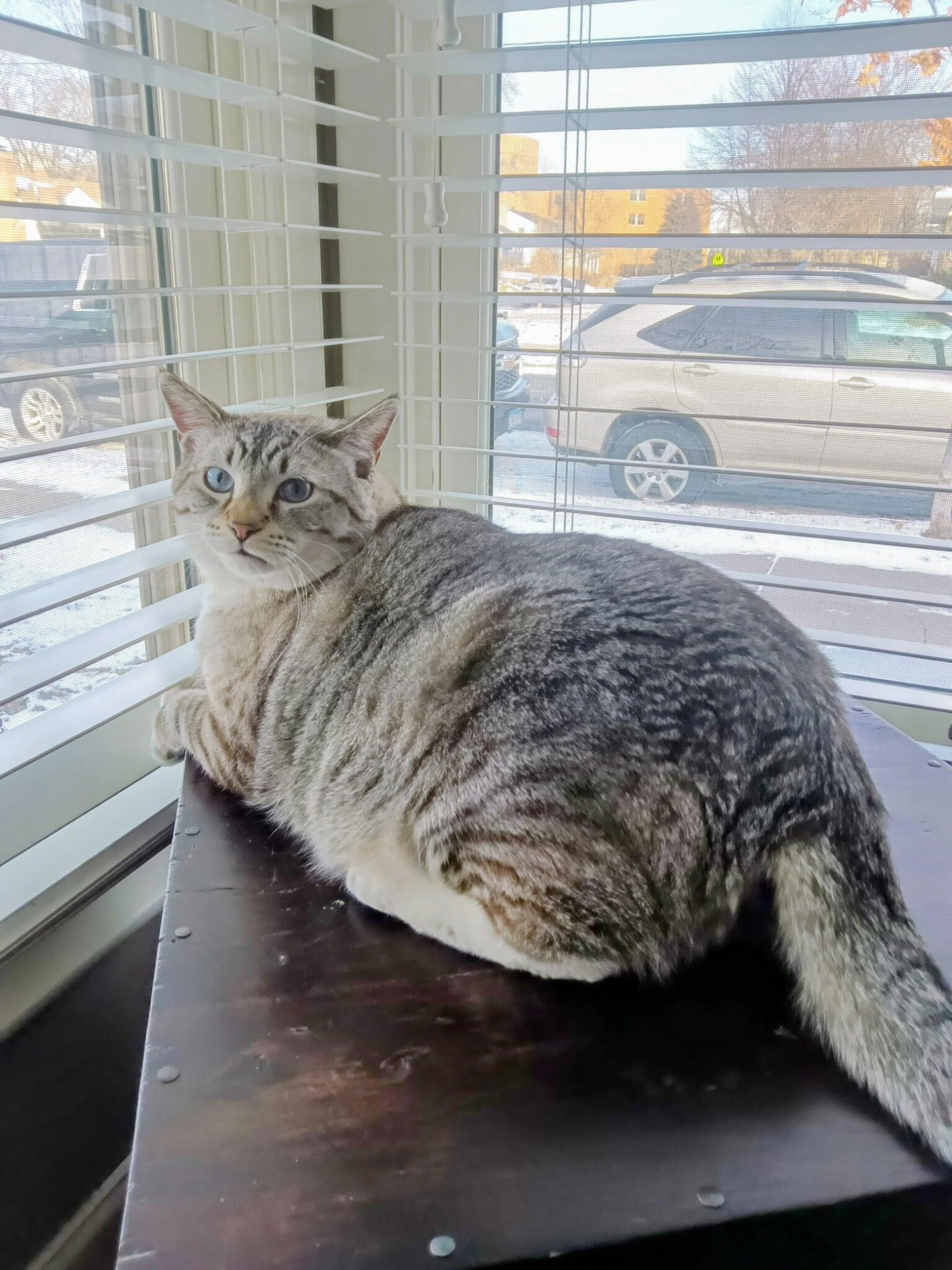 Lost pet