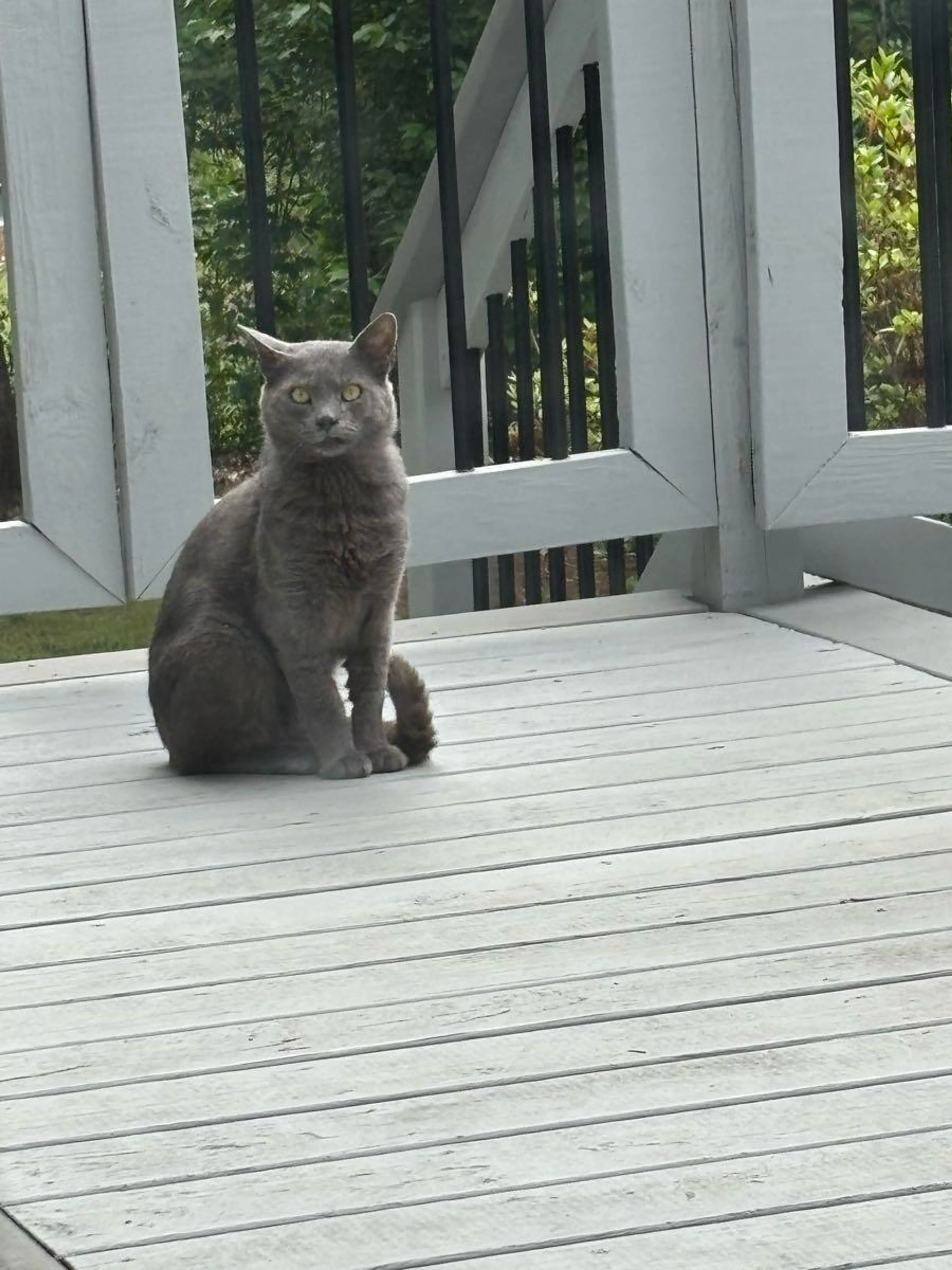 Found pet