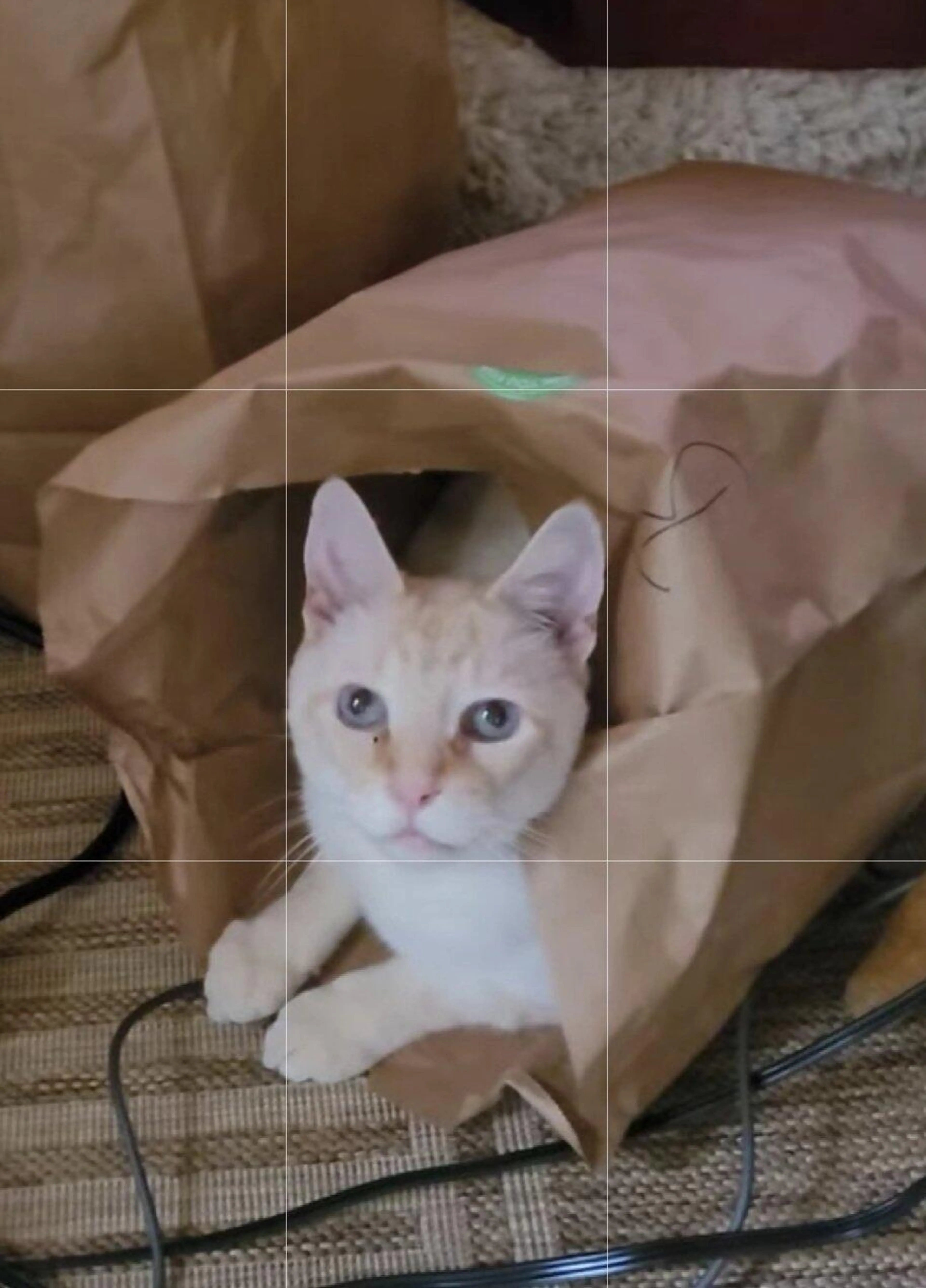 Found pet