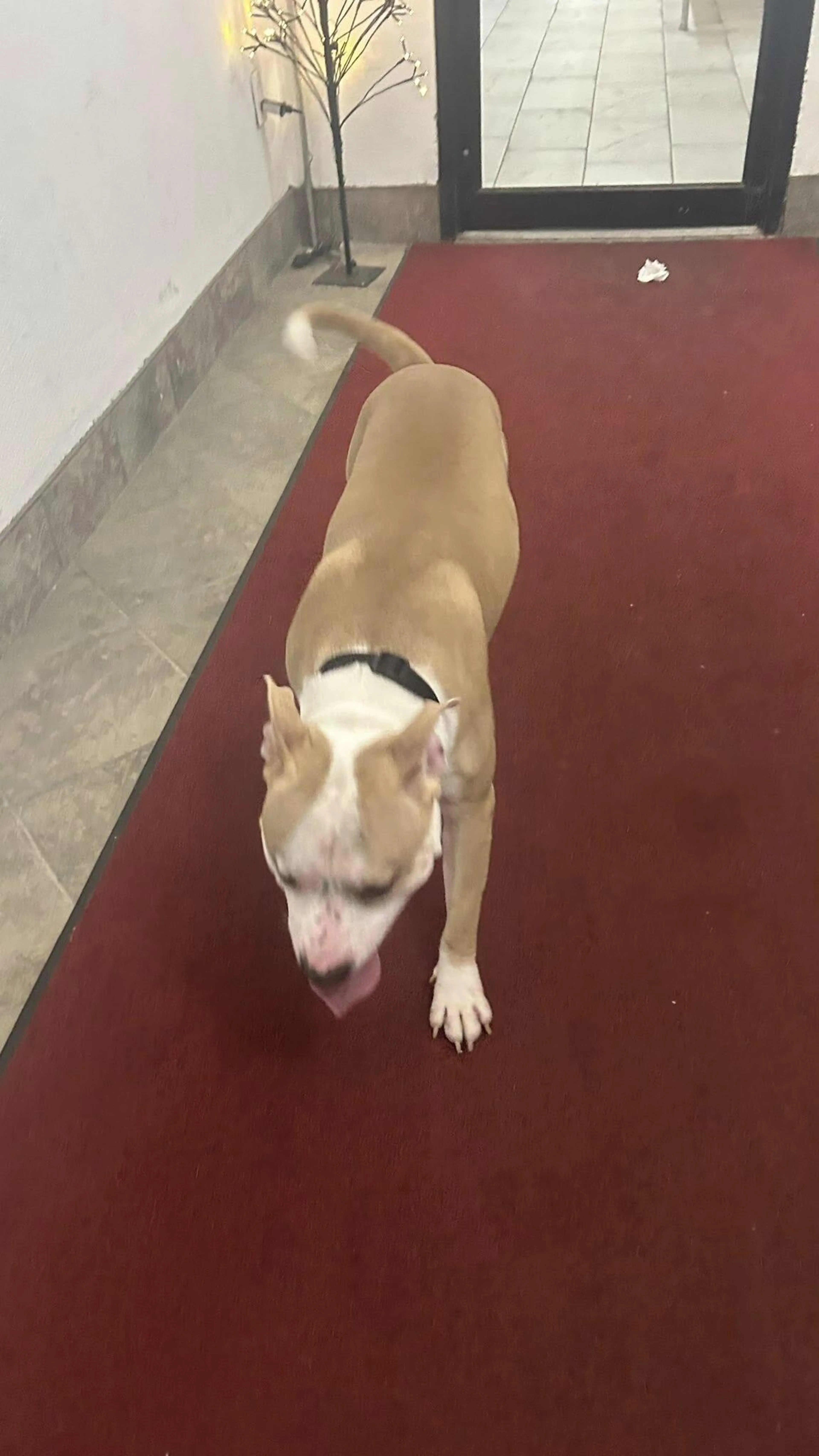 Found pet