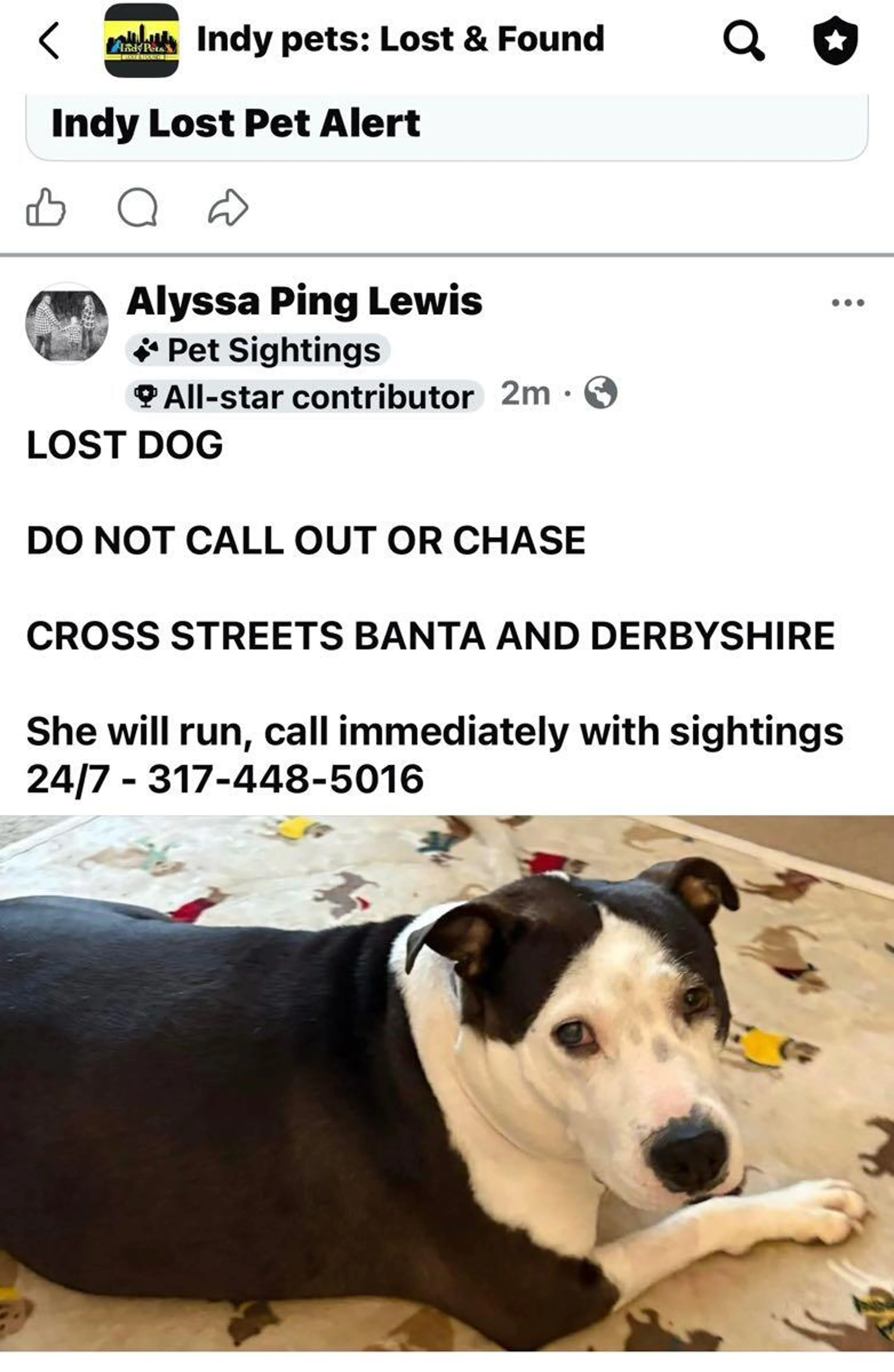 Lost pet