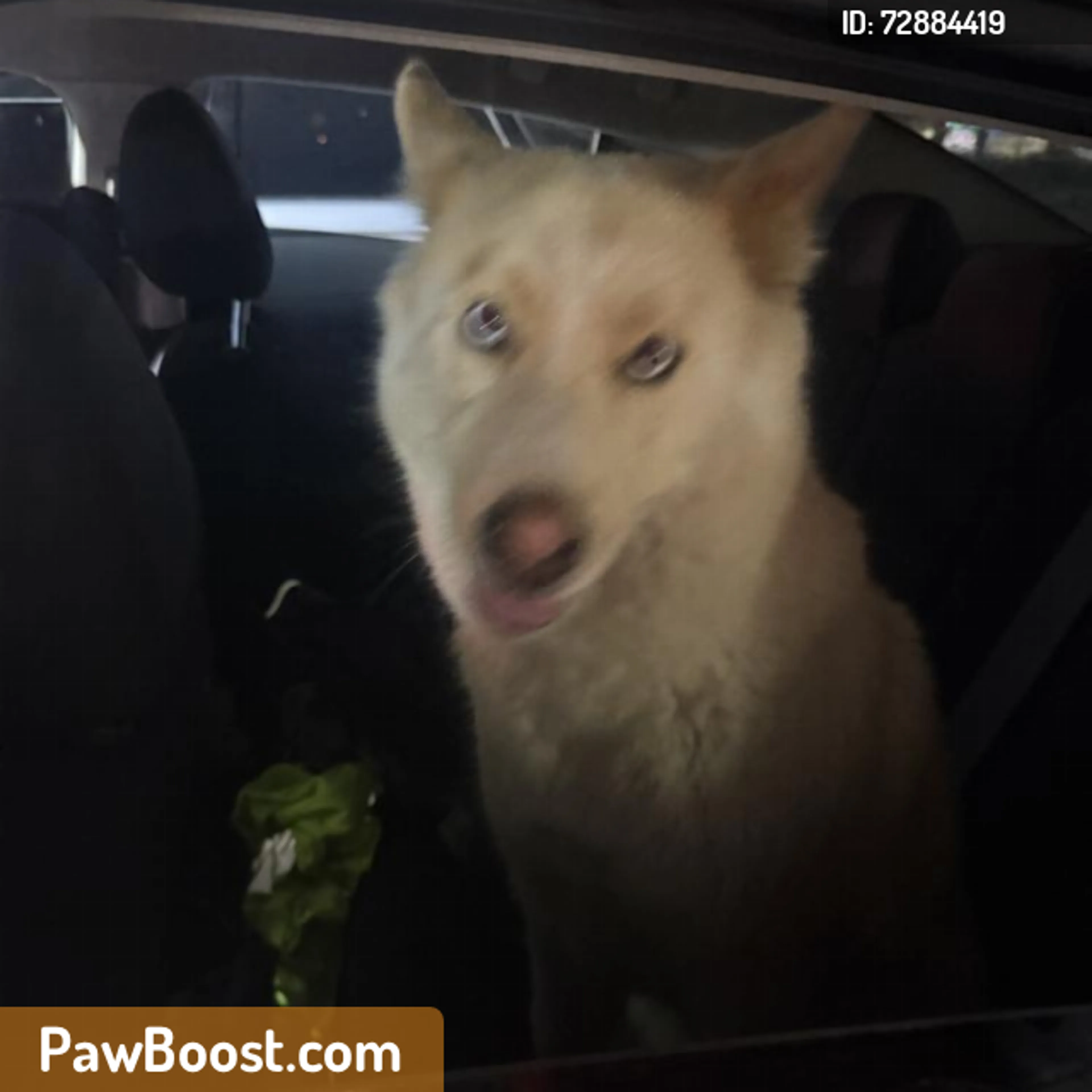 Found pet